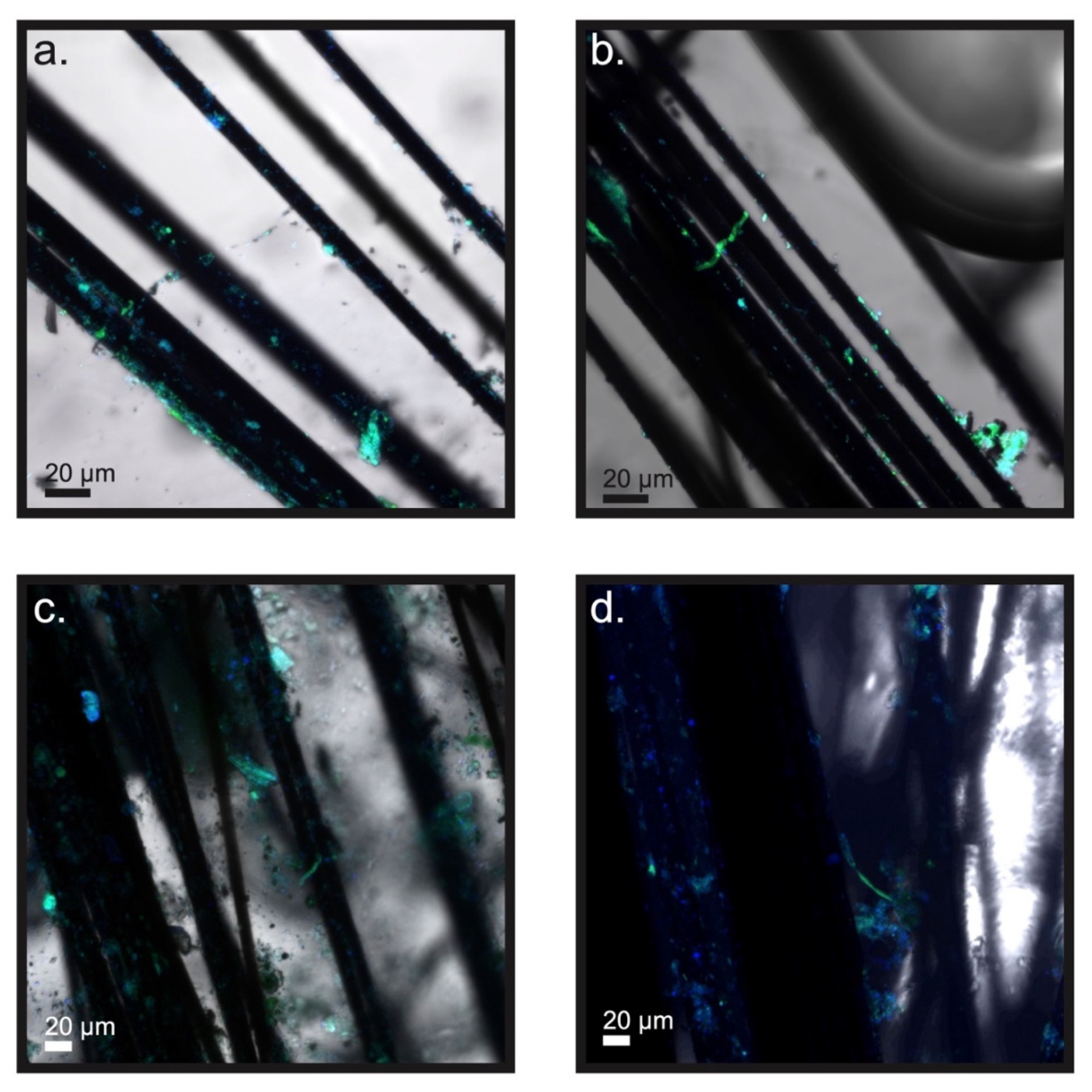 Microorganisms 09 02329 g006