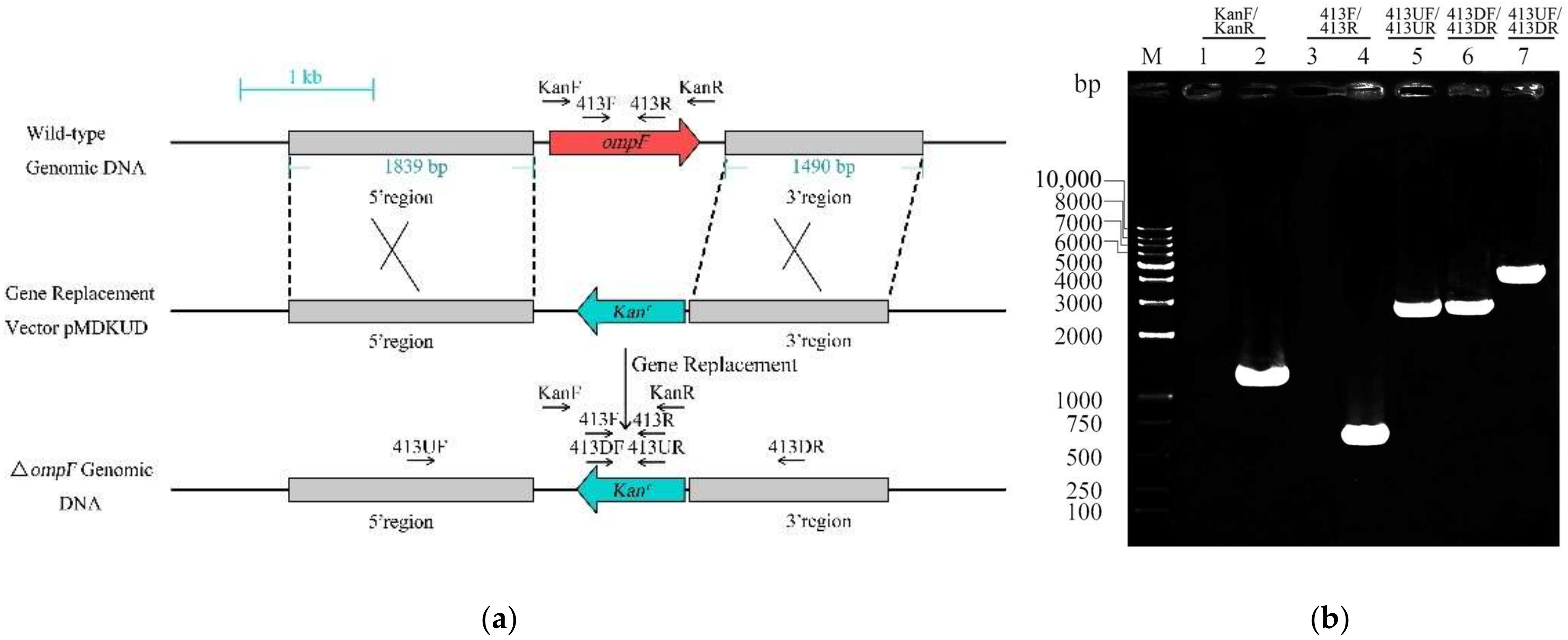Microorganisms 09 02338 g001