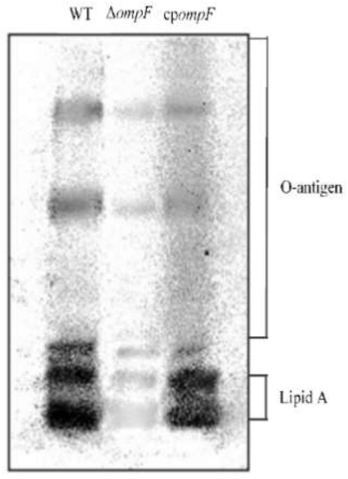 Microorganisms 09 02338 g005
