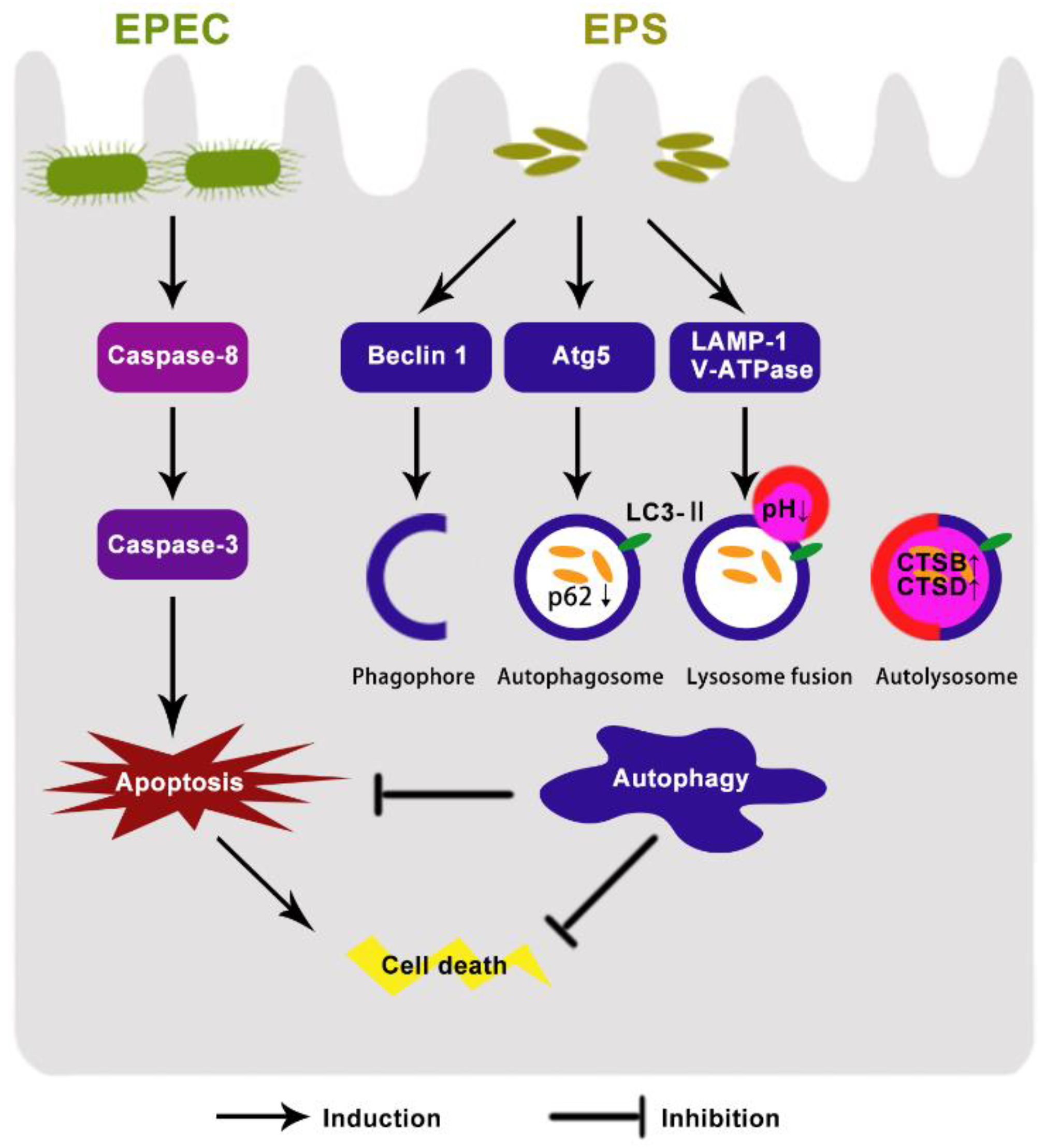 Microorganisms 09 02363 g006 Microorganisms 09 02363 g006