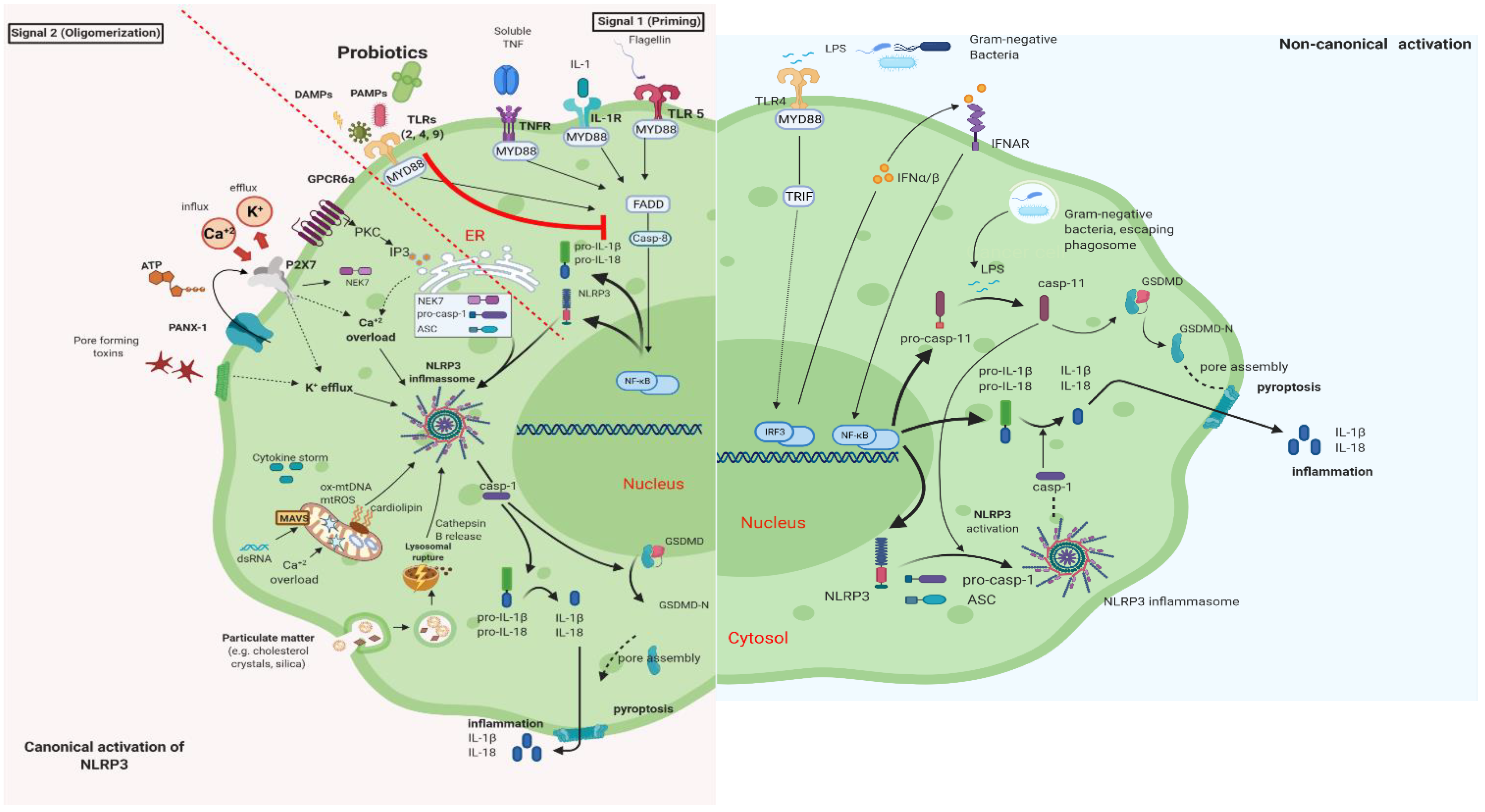 Microorganisms 09 02376 g002
