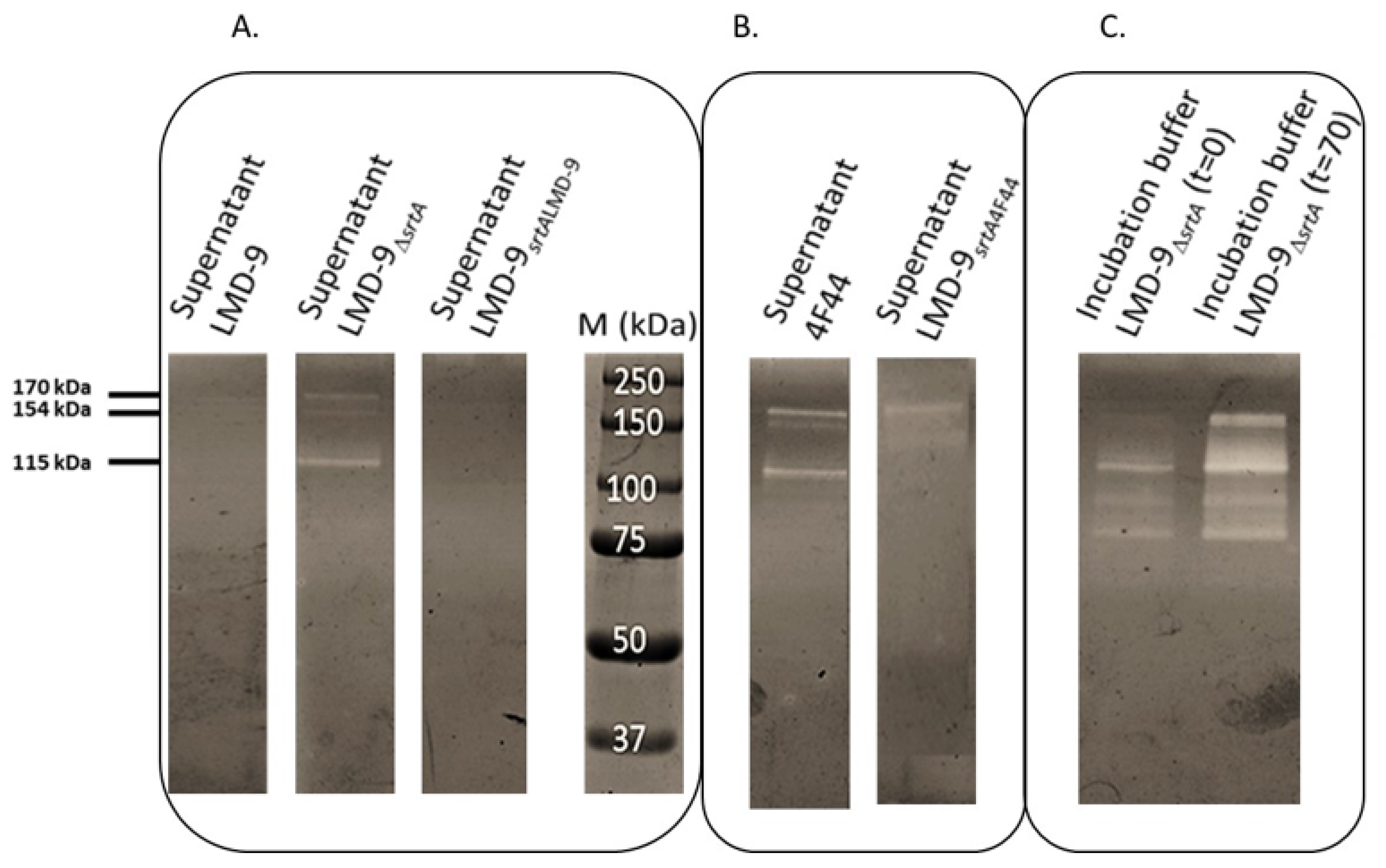 Microorganisms 09 02380 g002