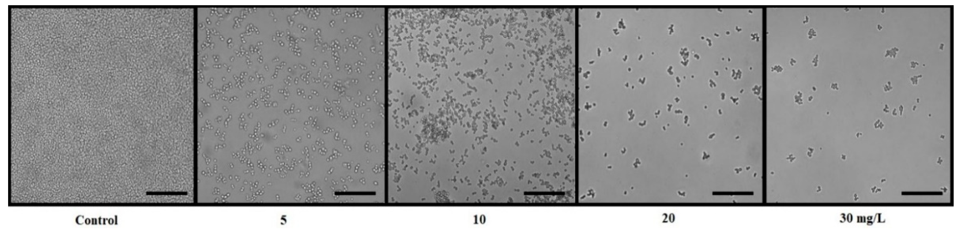 Microorganisms 09 02391 g003