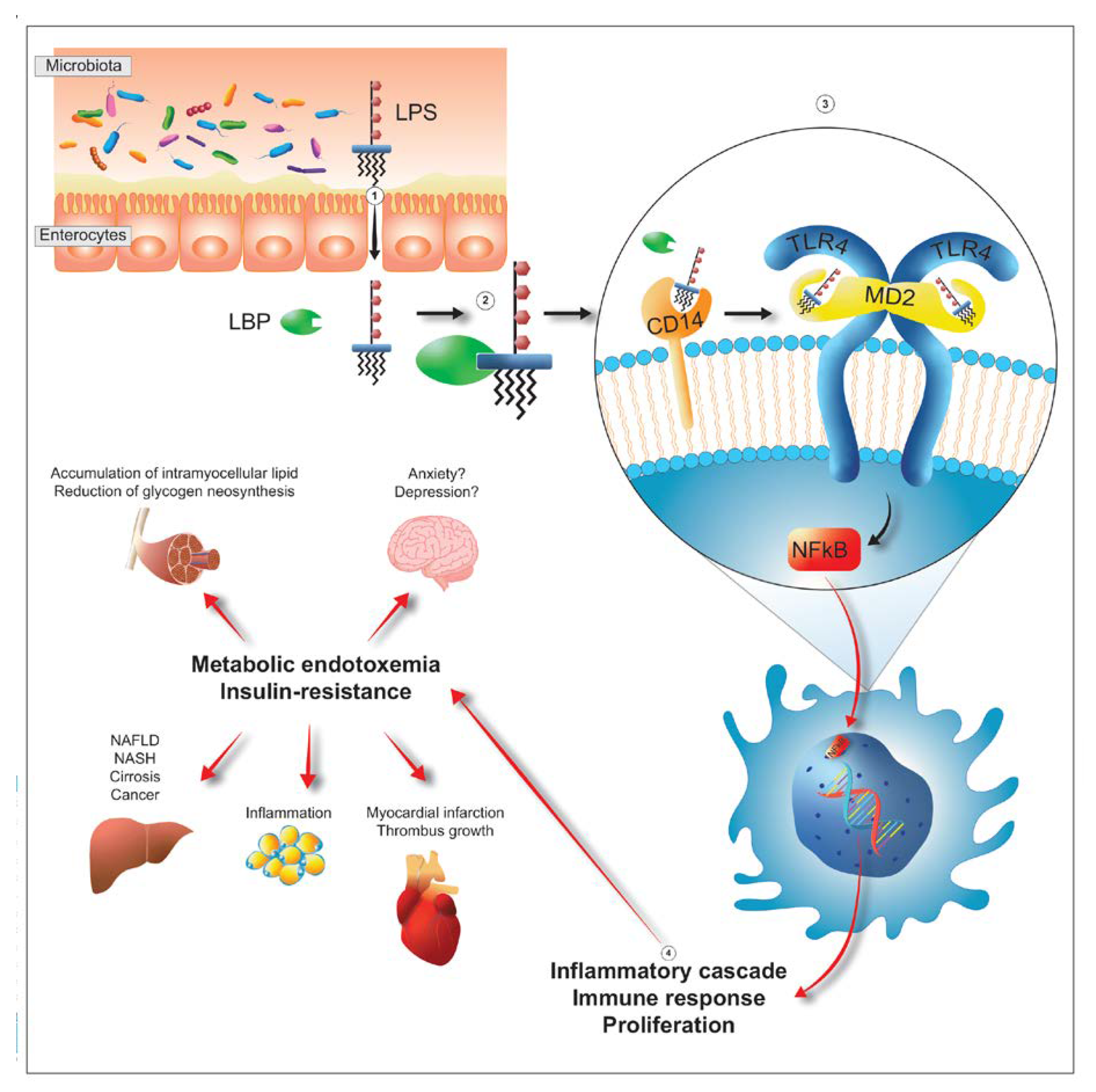 Microorganisms 09 02402 g004