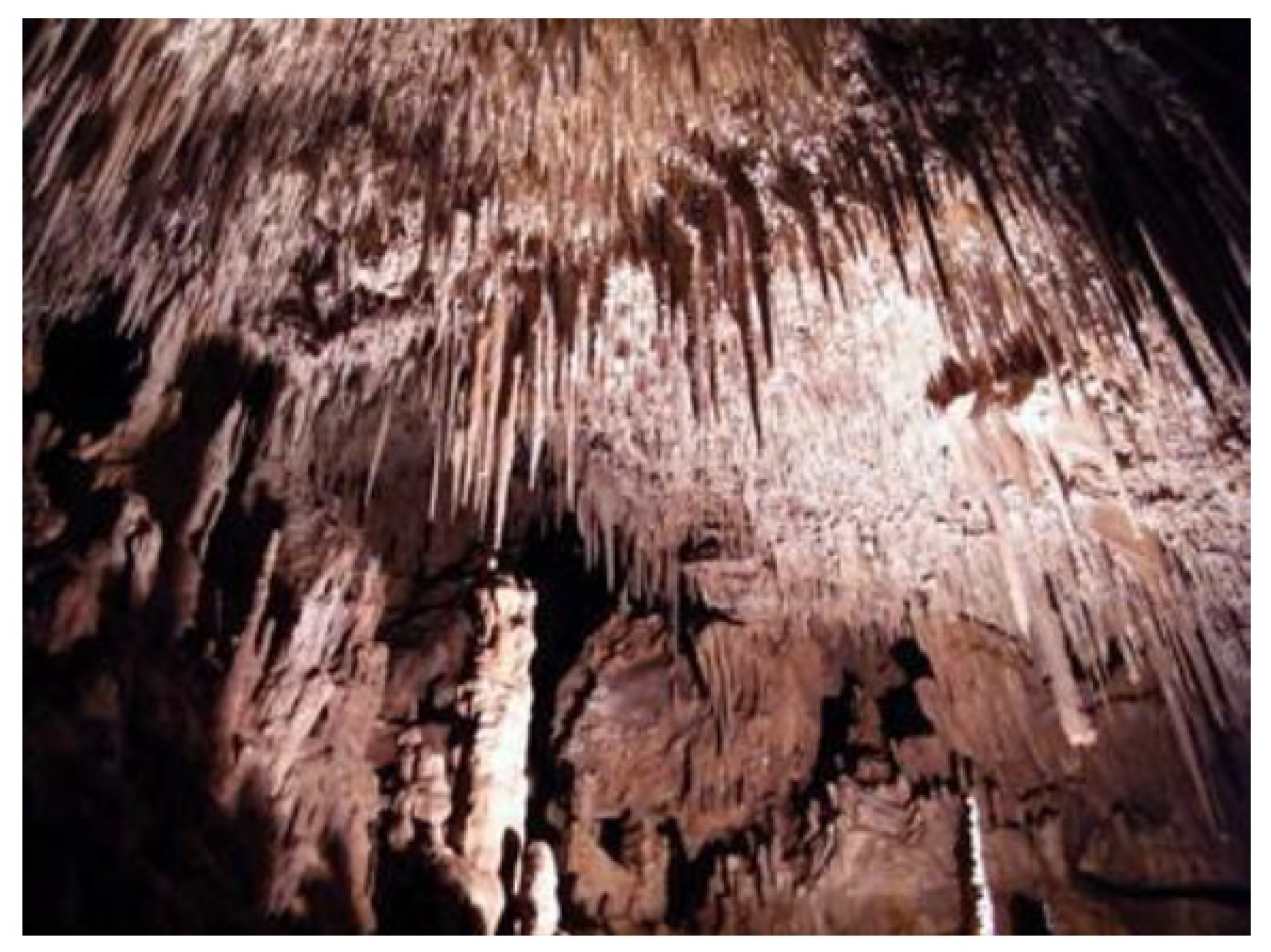 Microorganisms 09 02411 g001