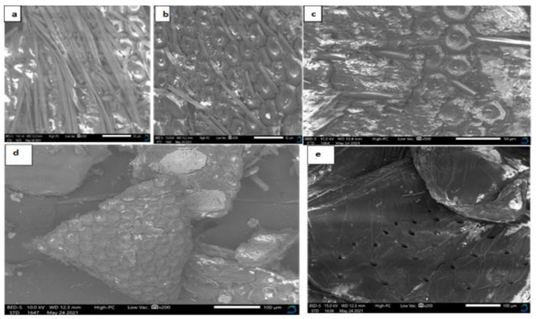 Microorganisms 09 02417 g003