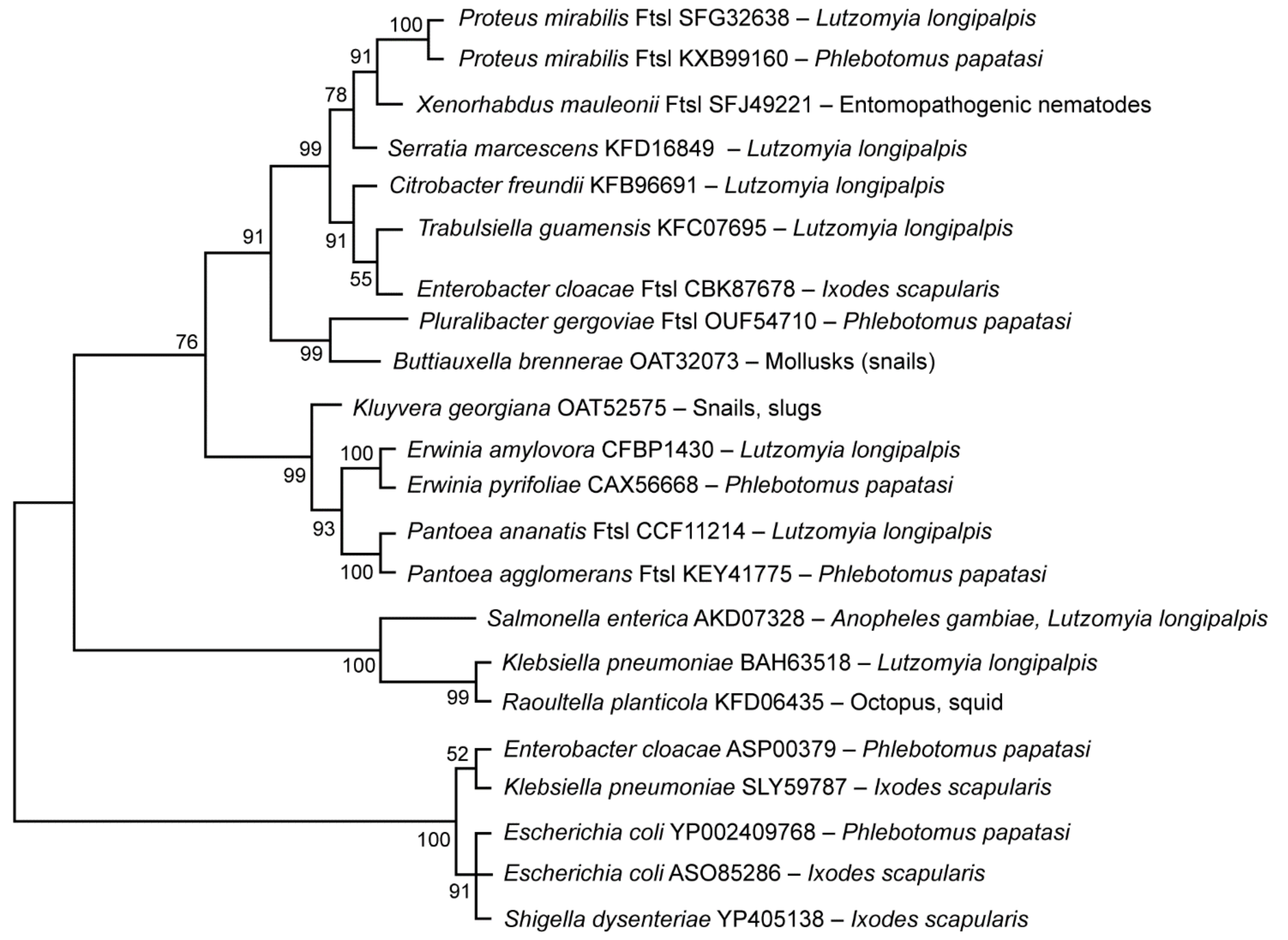 Microorganisms 09 02433 g003