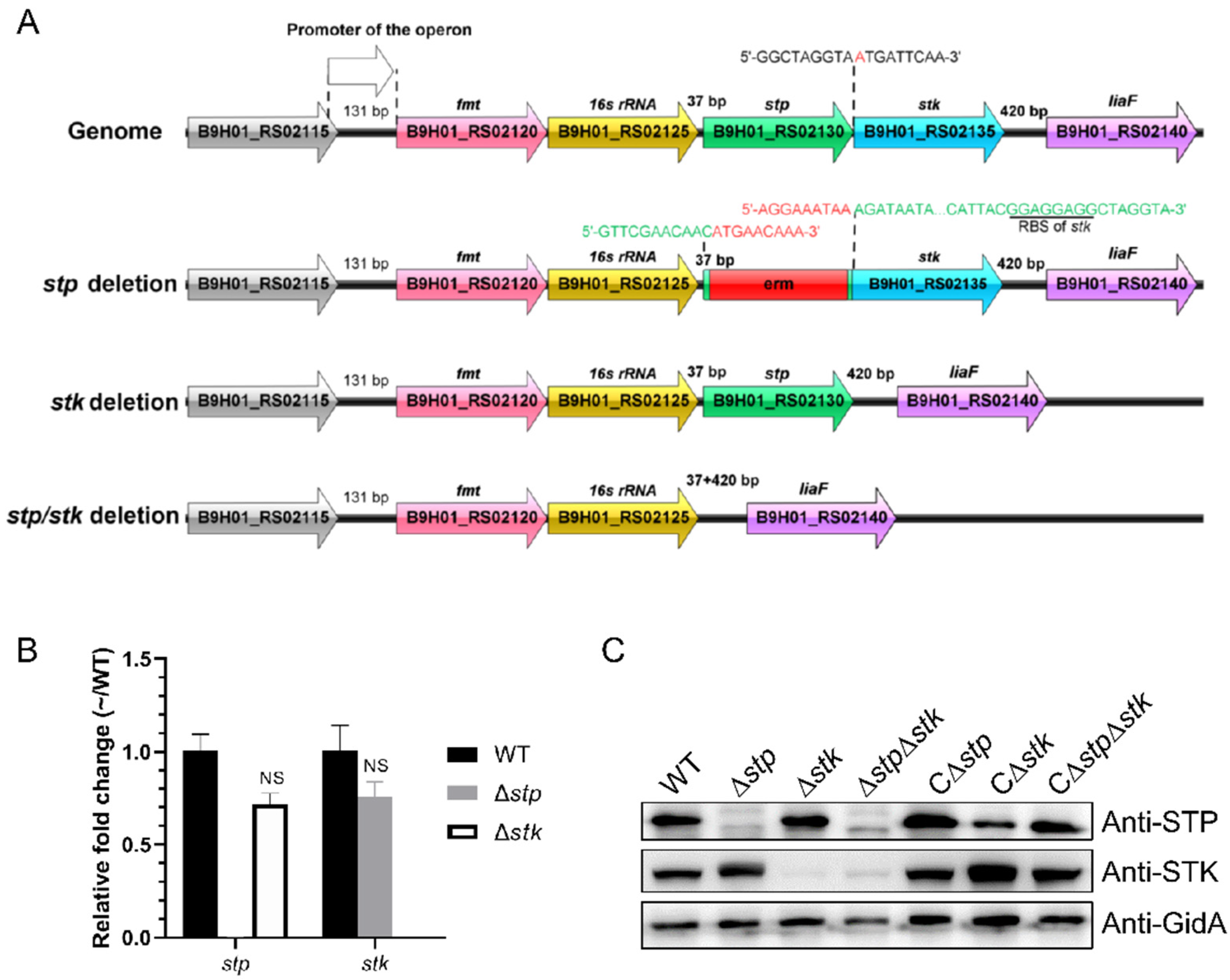 Microorganisms 09 02442 g001