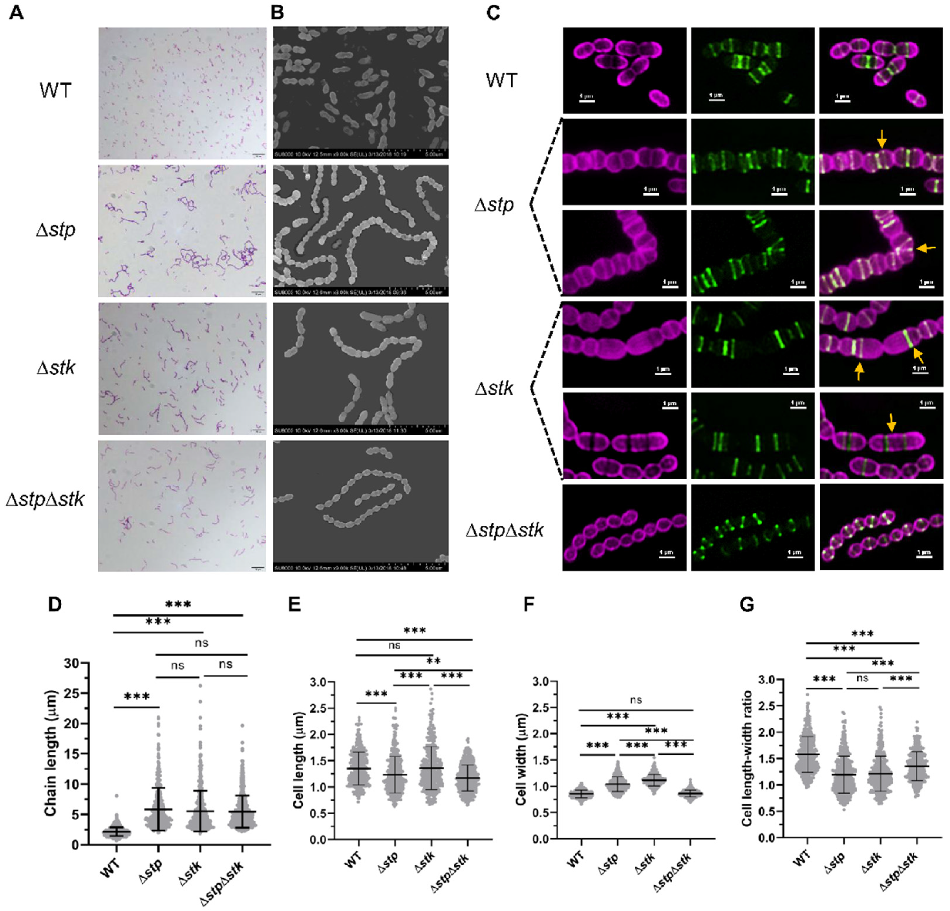 Microorganisms 09 02442 g004