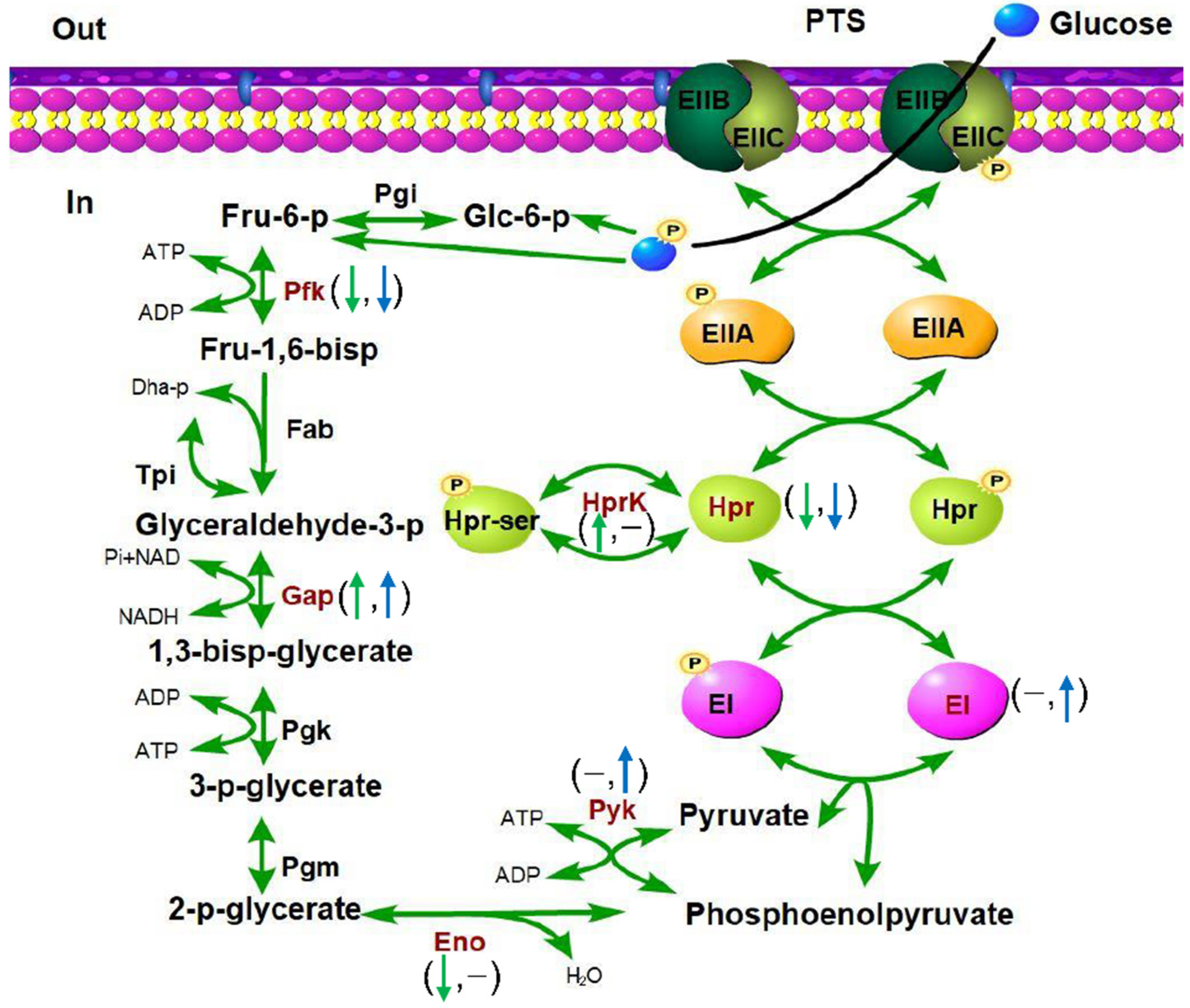 Microorganisms 09 02442 g009