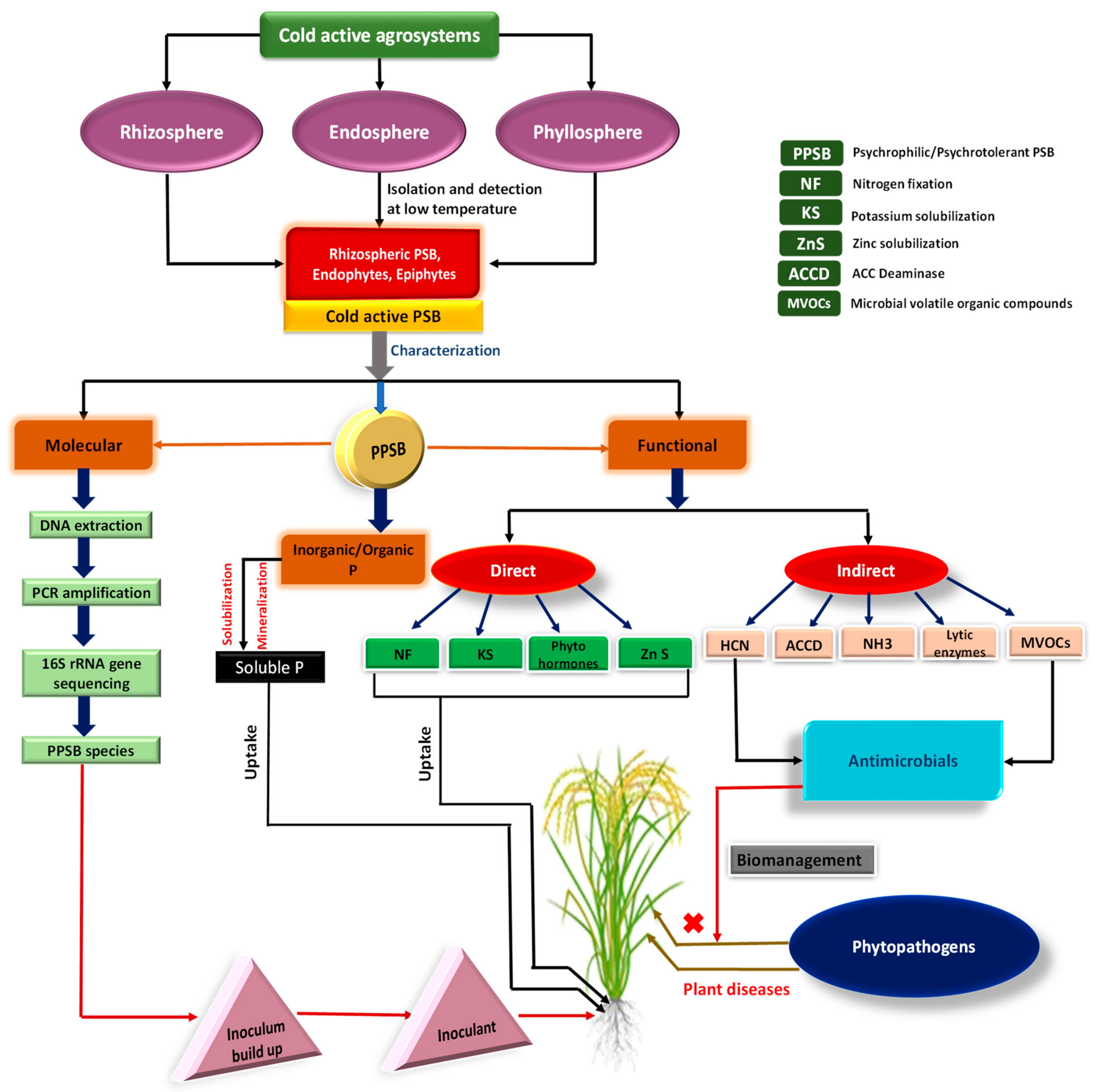 Microorganisms 09 02451 g001
