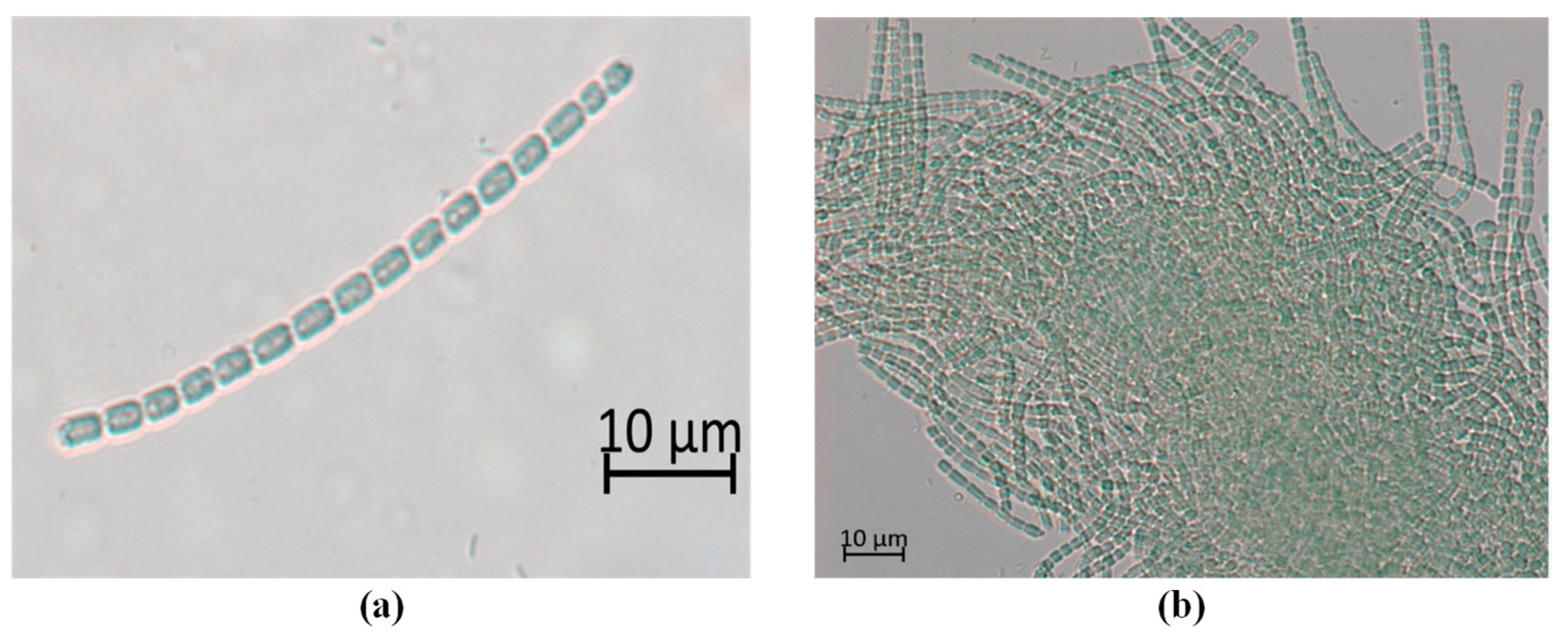 Microorganisms 09 02486 g004 Microorganisms 09 02486 g004