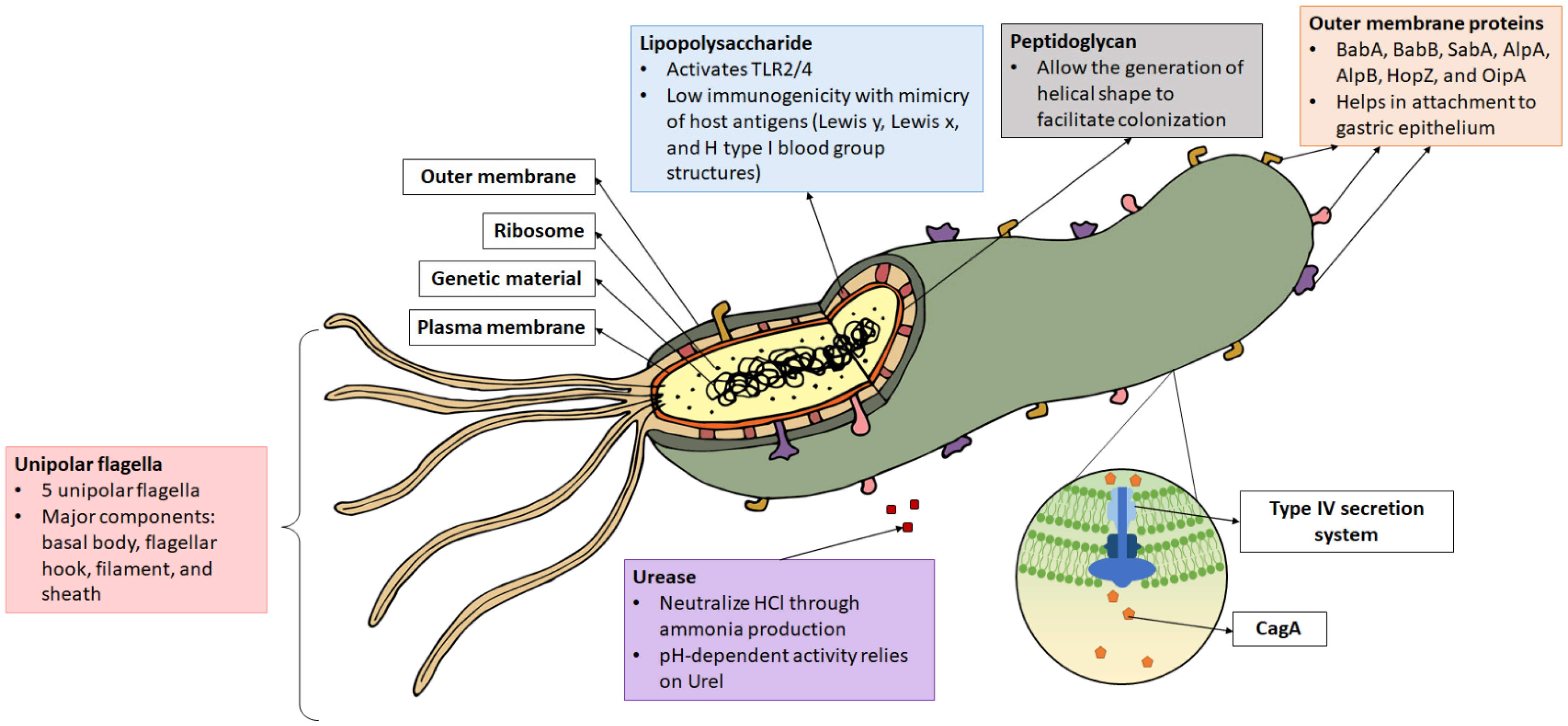 Microorganisms 09 02502 g001