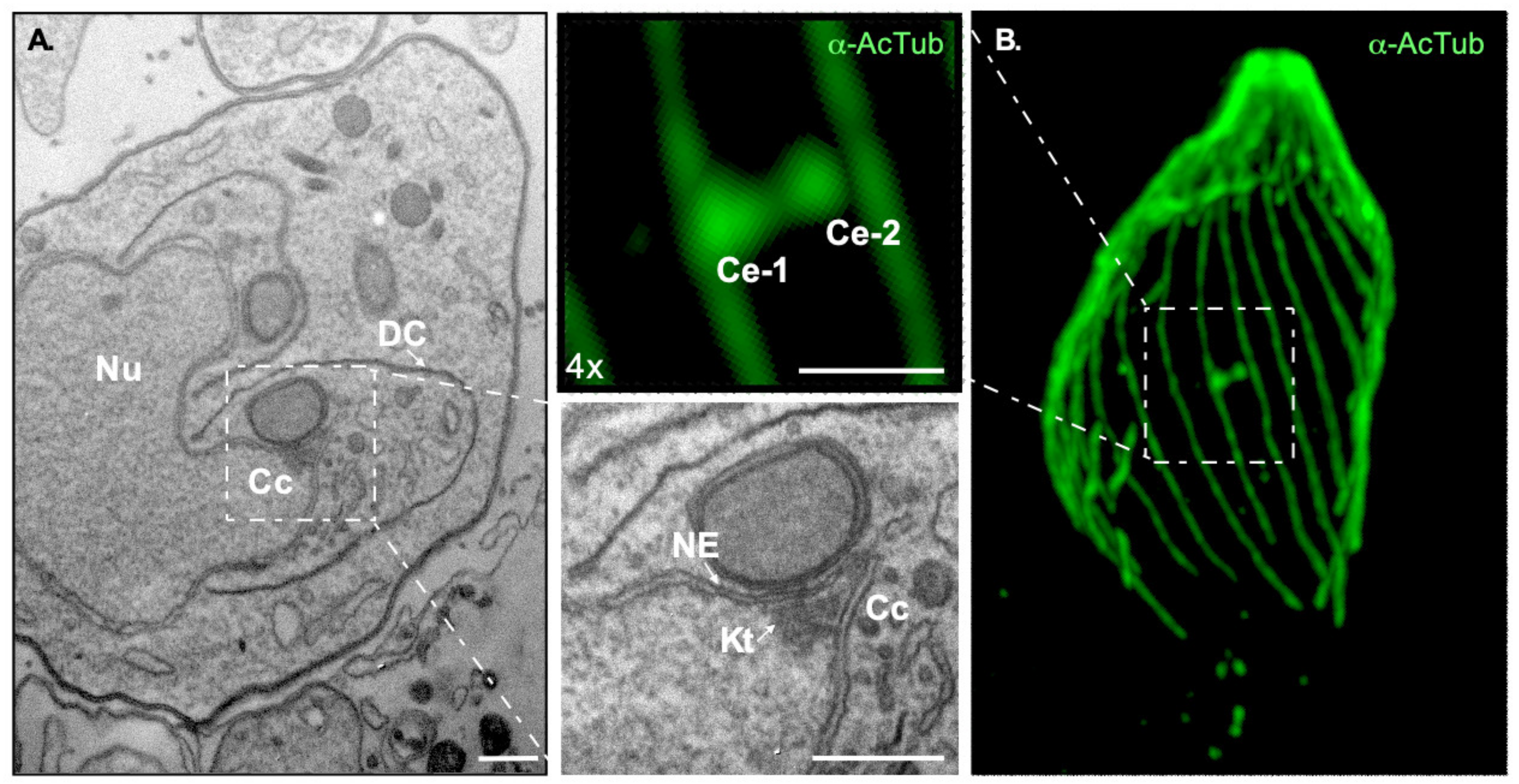 Microorganisms 09 02503 g002