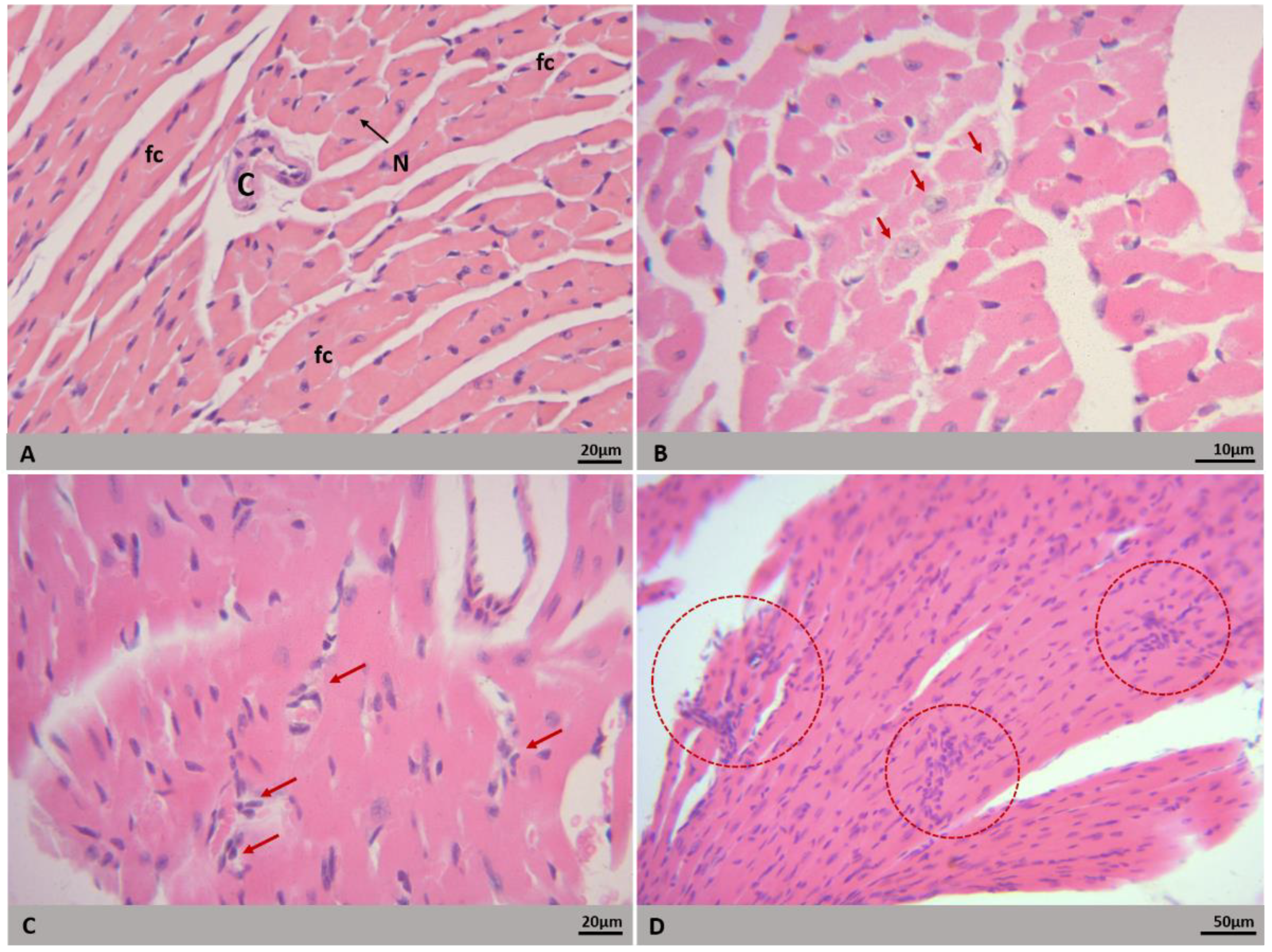 Microorganisms 09 02536 g004