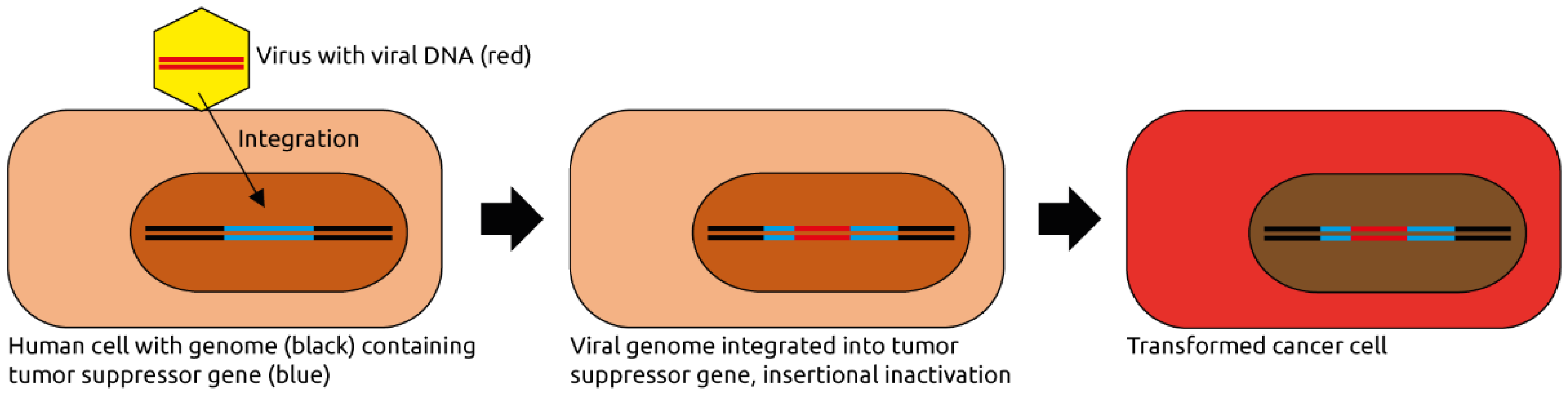 Microorganisms 09 02538 g001