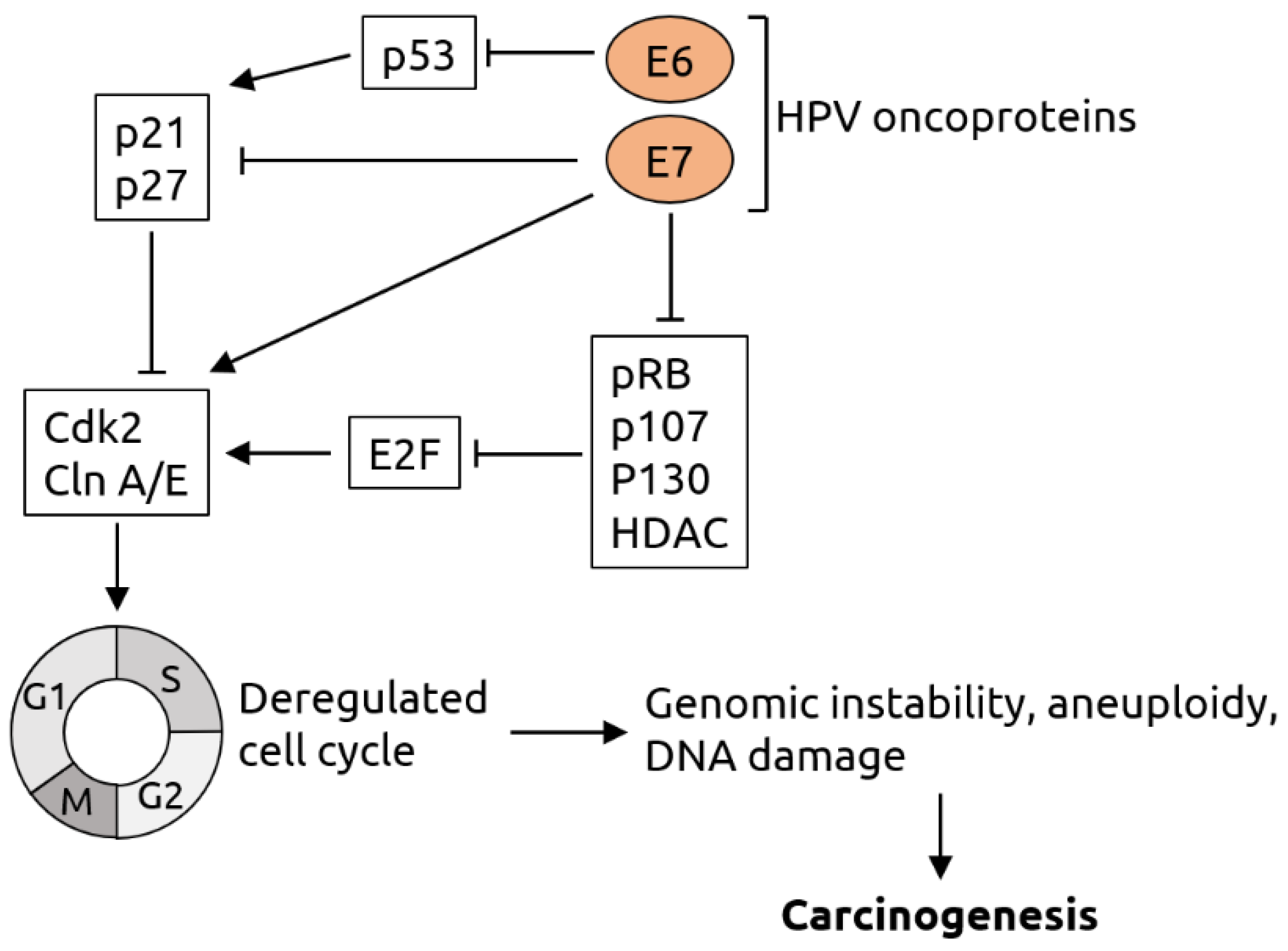 Microorganisms 09 02538 g002