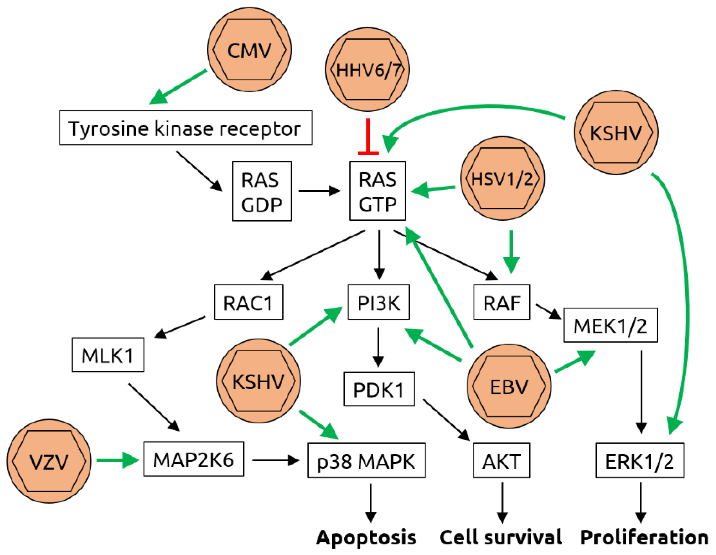 Microorganisms 09 02538 g003