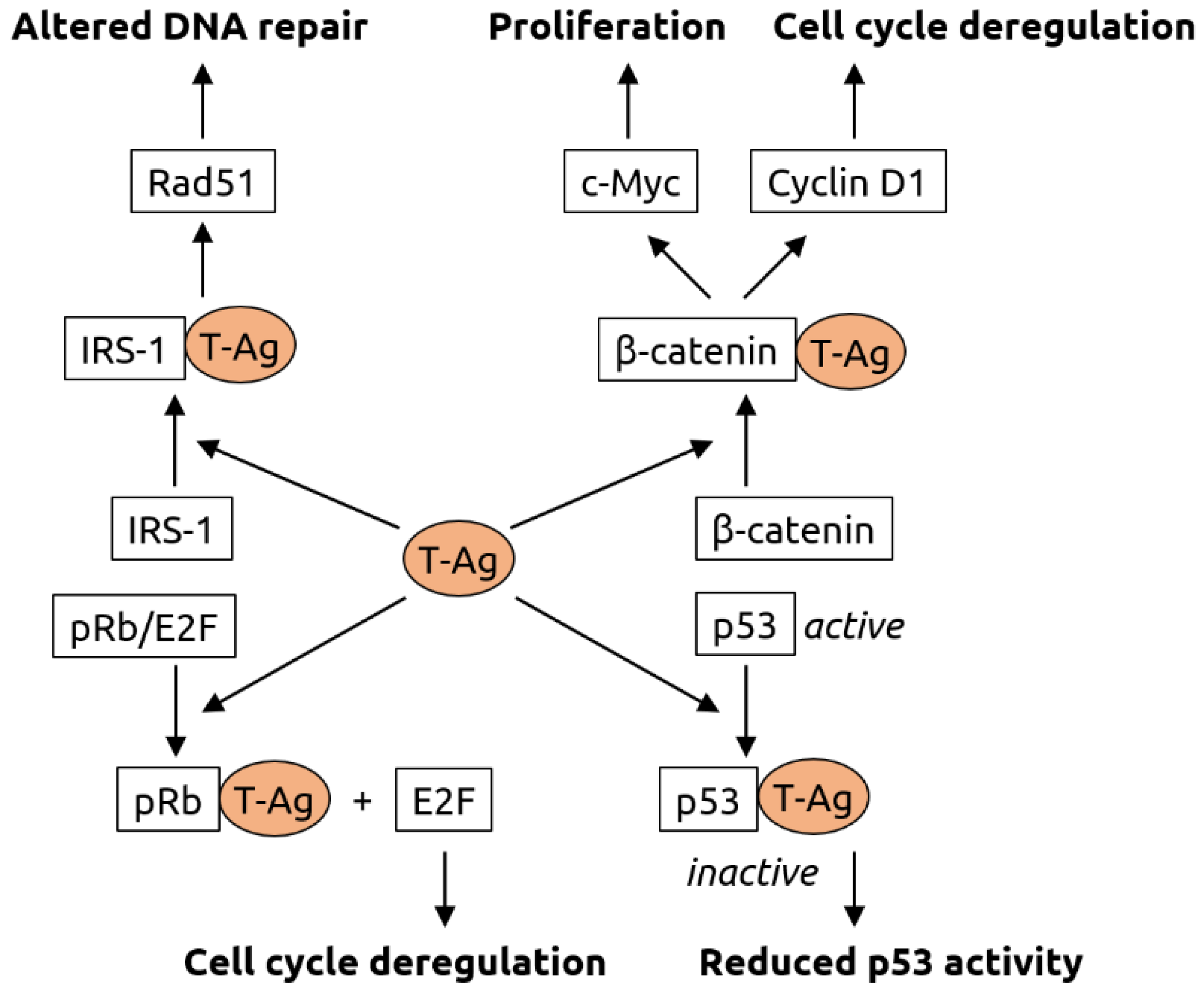 Microorganisms 09 02538 g004
