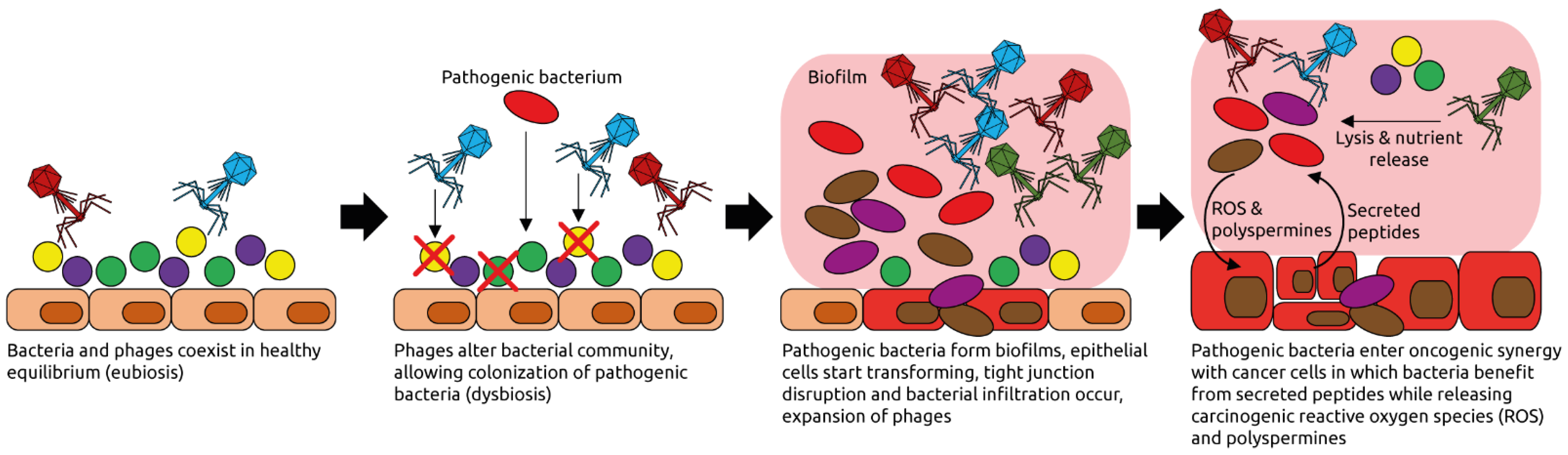 Microorganisms 09 02538 g007
