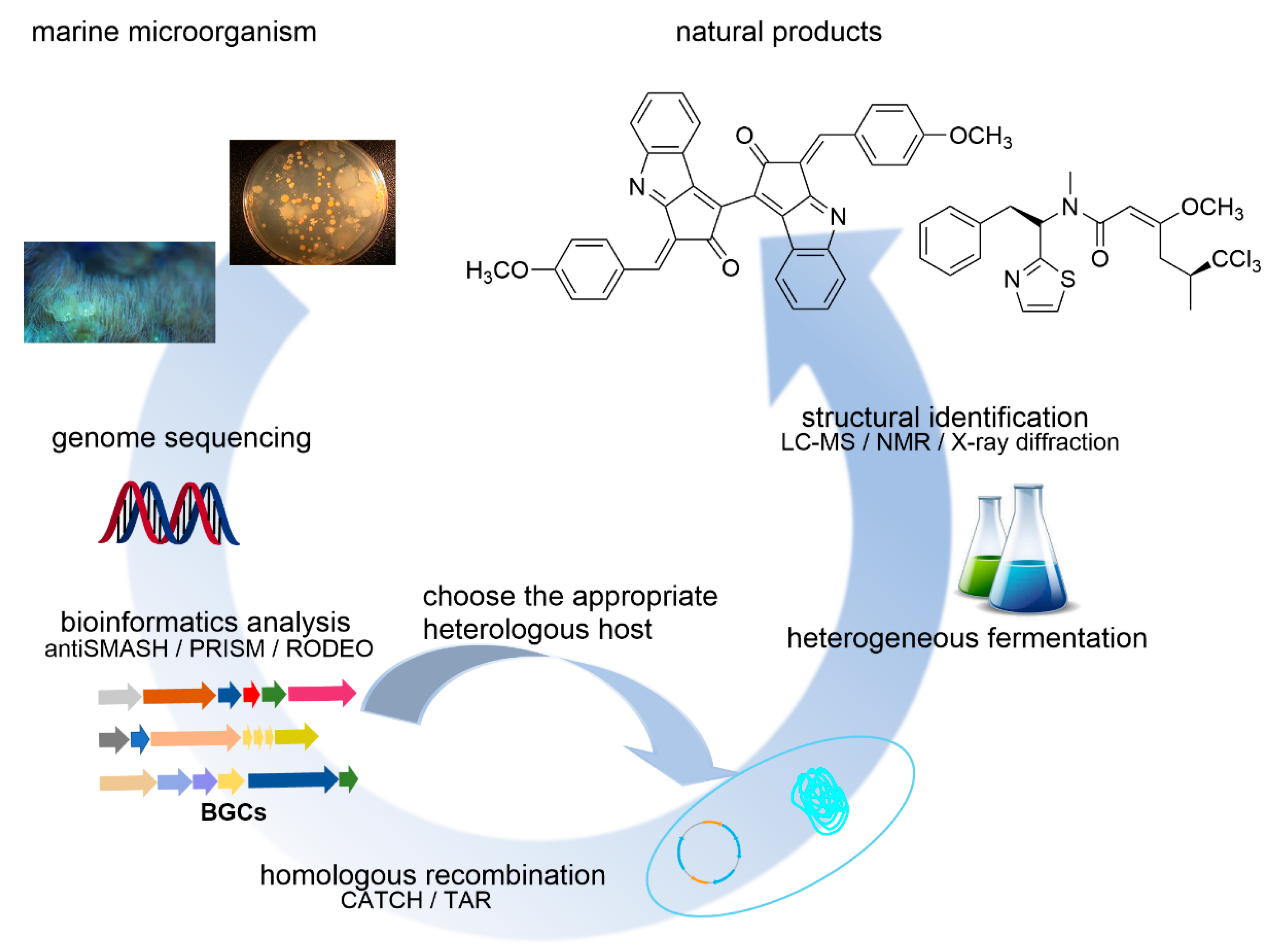 Microorganisms 09 02551 g003 Microorganisms 09 02551 g003