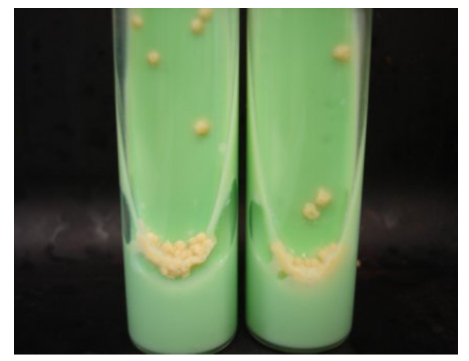 Microorganisms 09 02562 g001