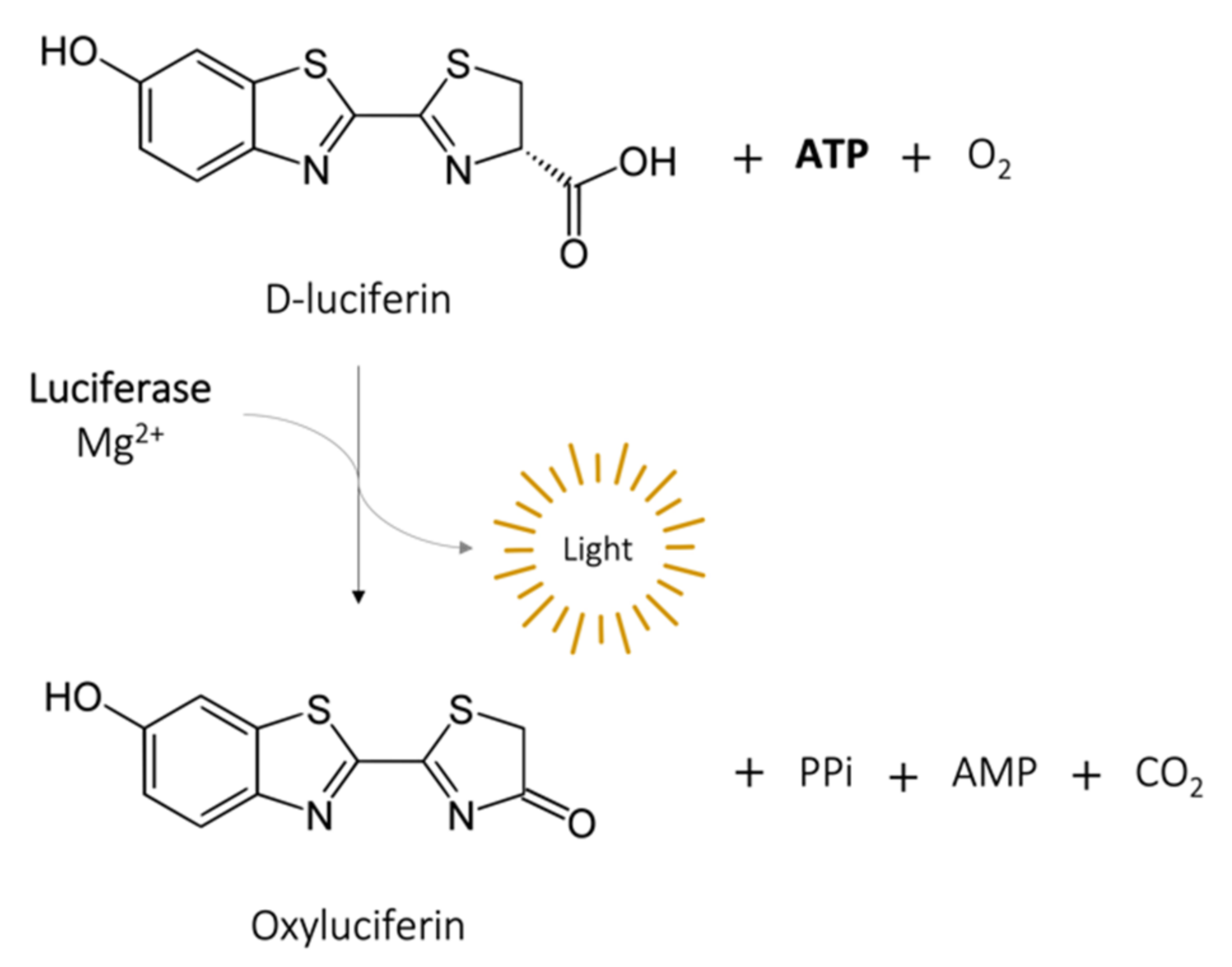 Microorganisms 09 02562 g003