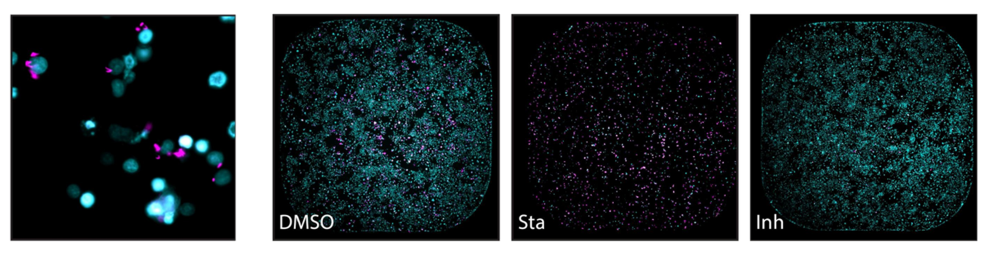 Microorganisms 09 02562 g005