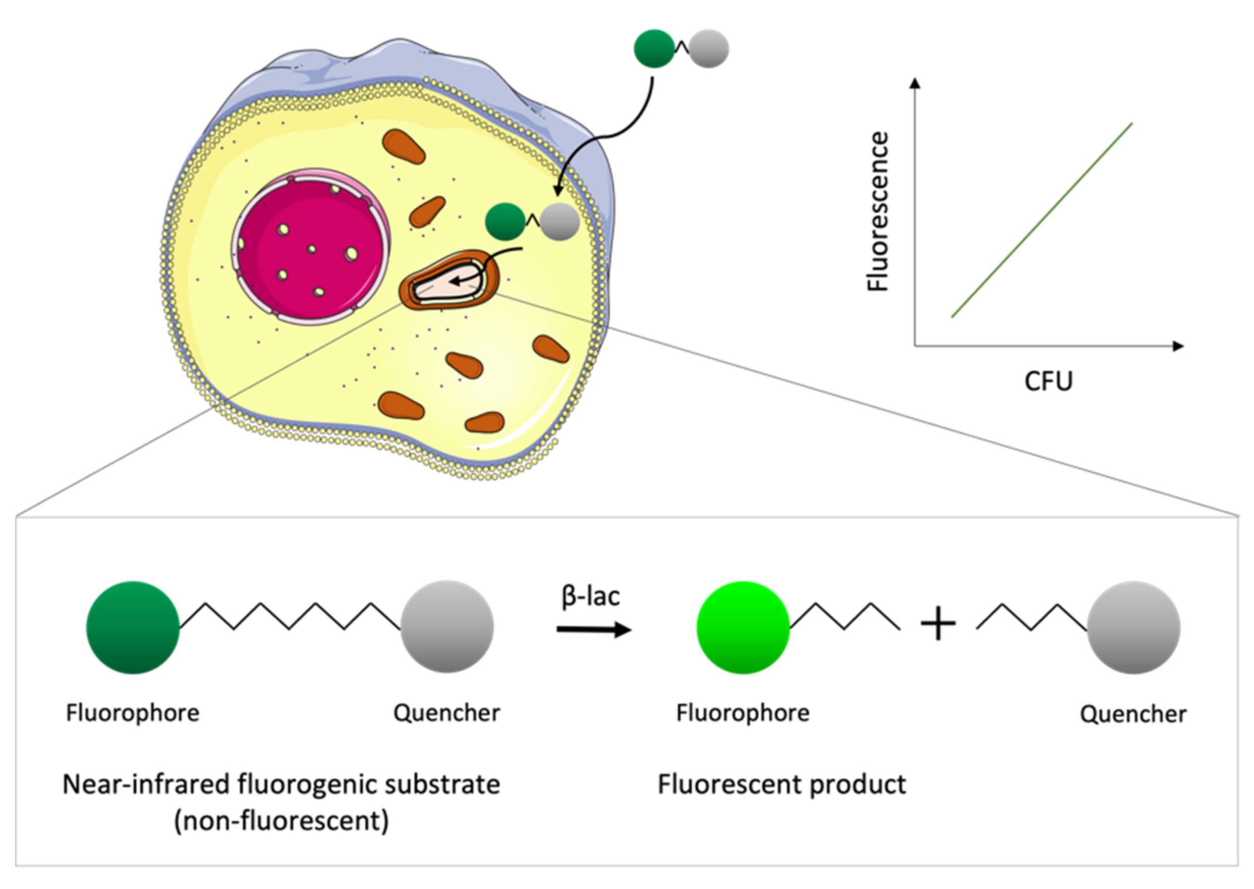 Microorganisms 09 02562 g006