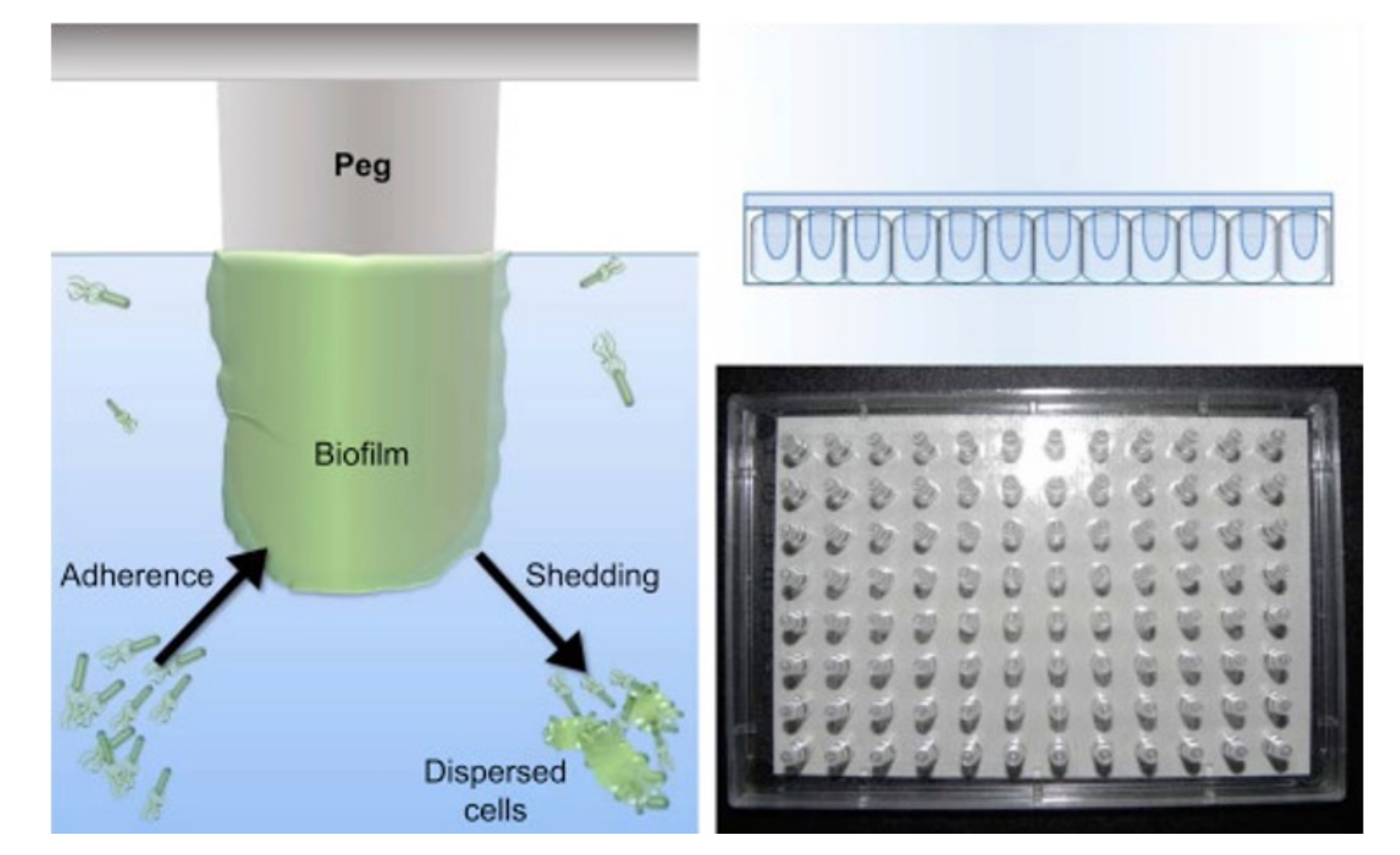 Microorganisms 09 02562 g009