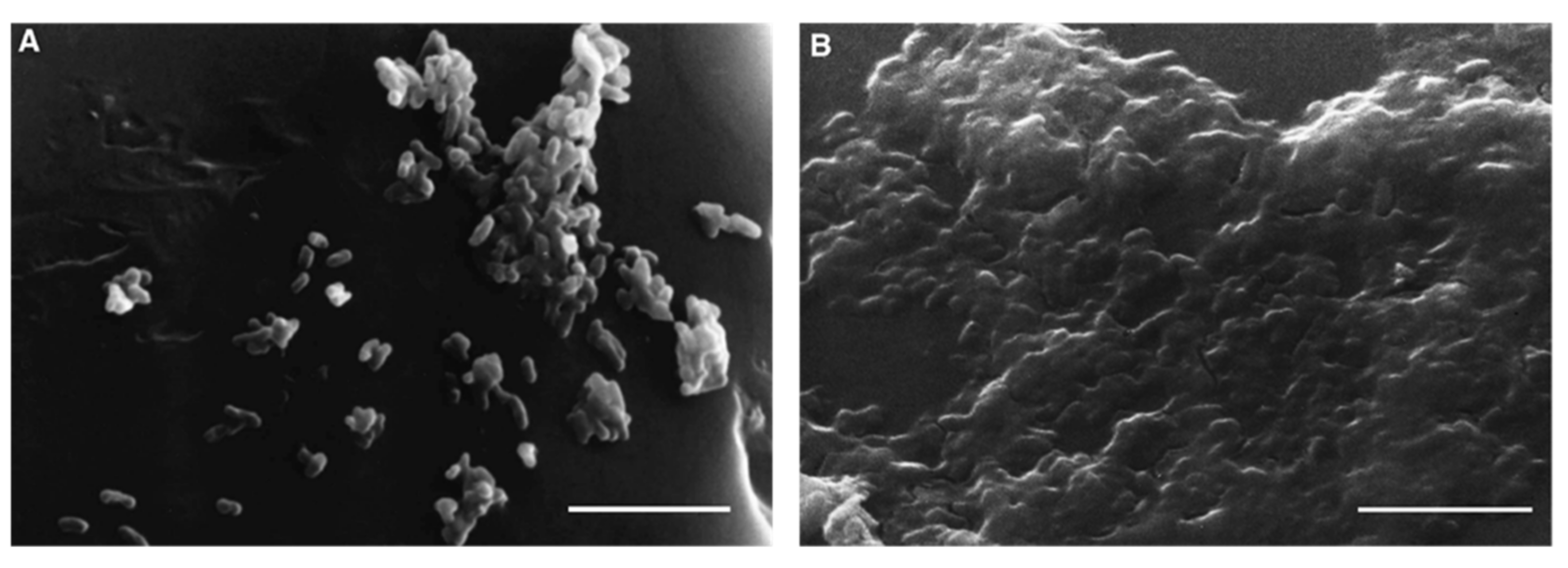 Microorganisms 09 02562 g010