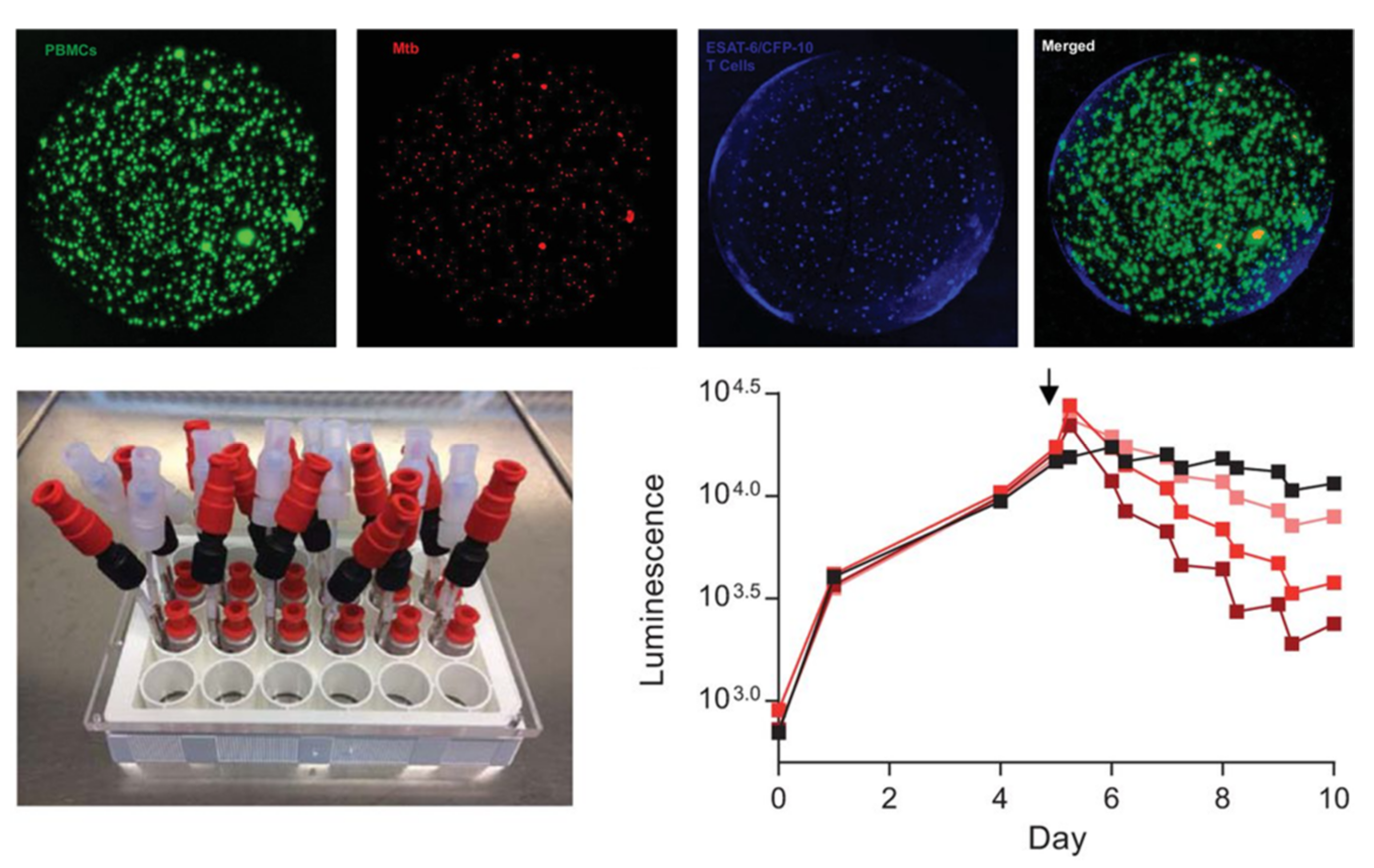 Microorganisms 09 02562 g014