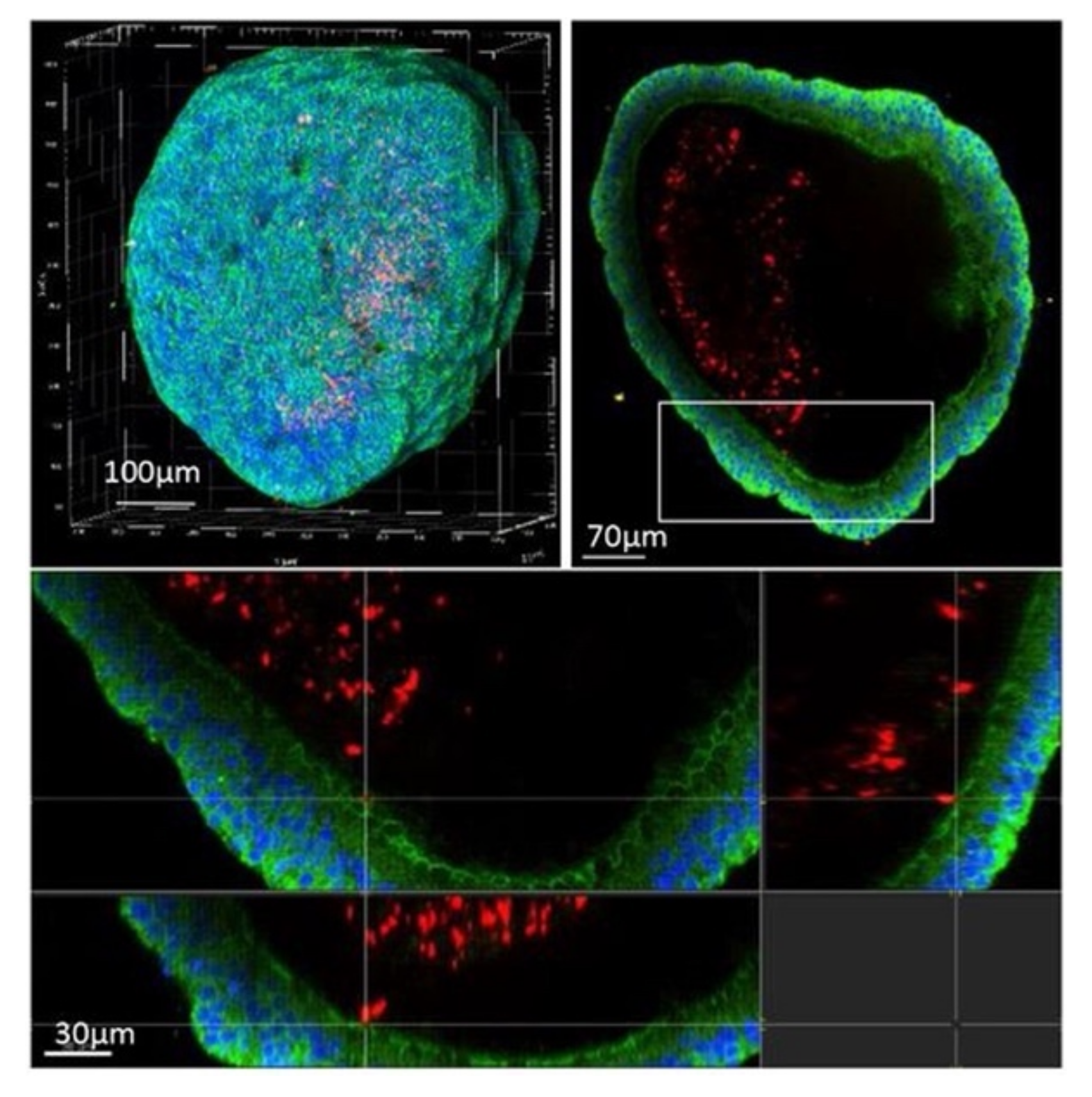 Microorganisms 09 02562 g015