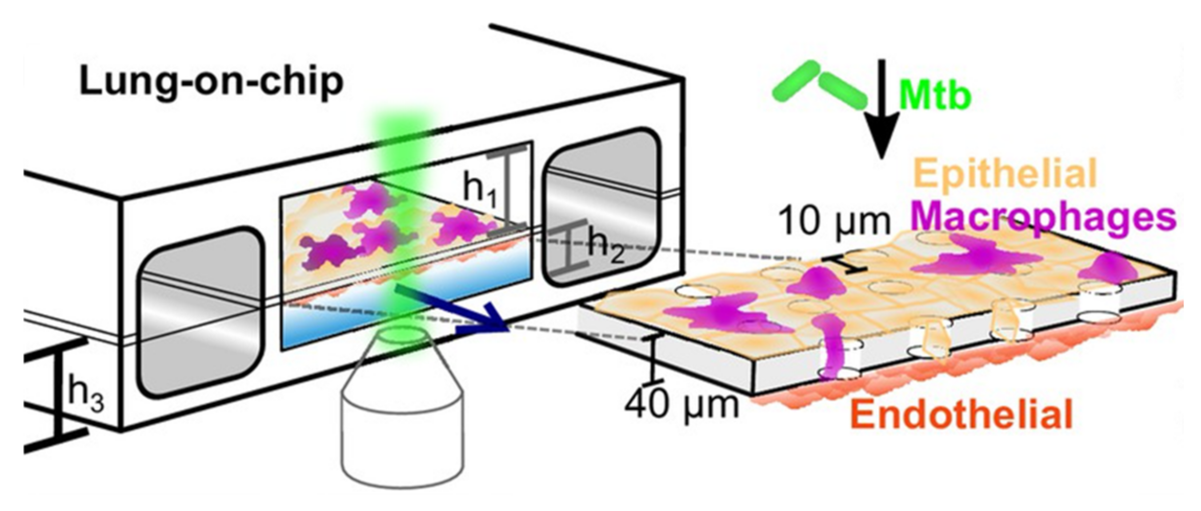 Microorganisms 09 02562 g016