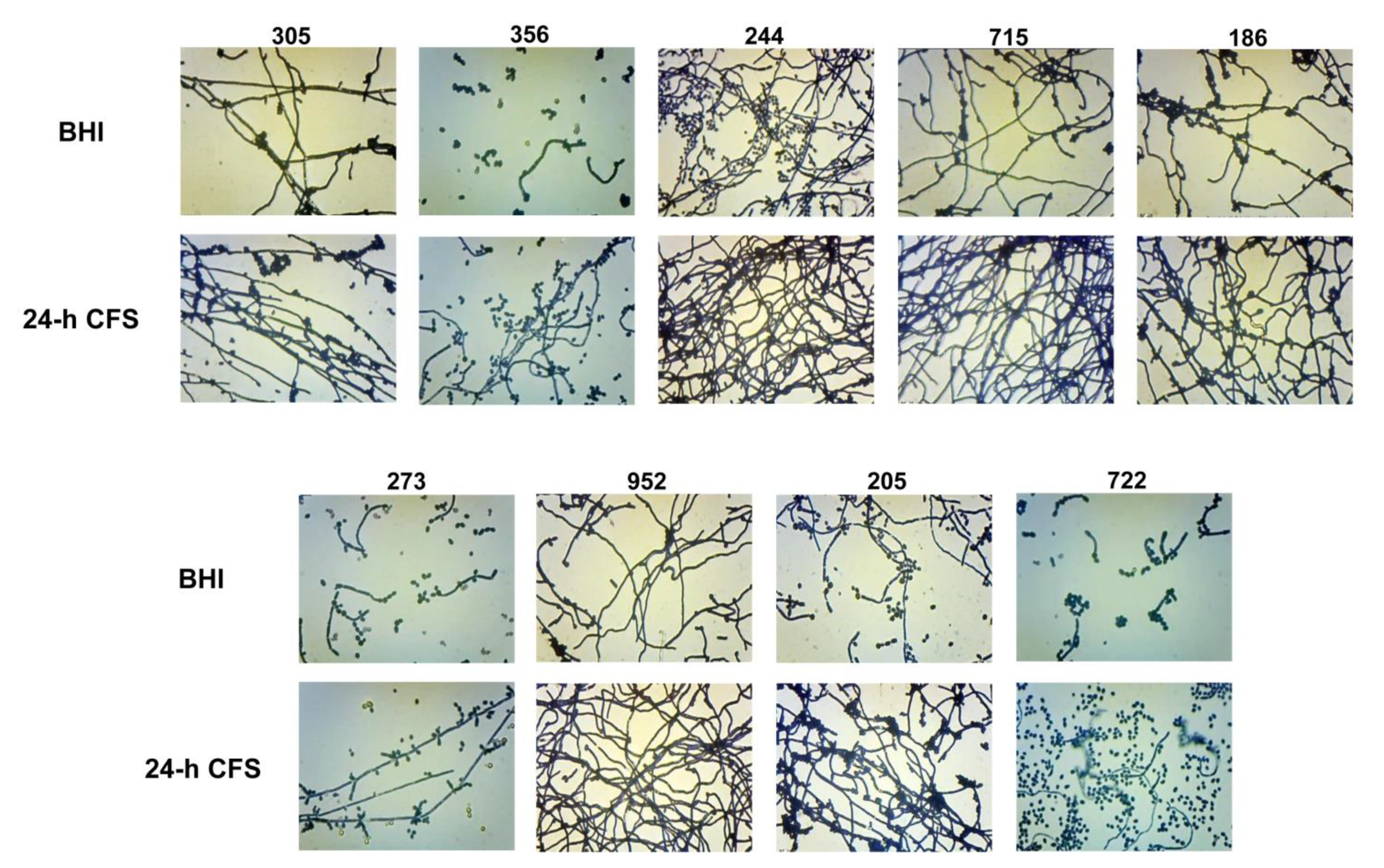 Microorganisms 09 02577 g004