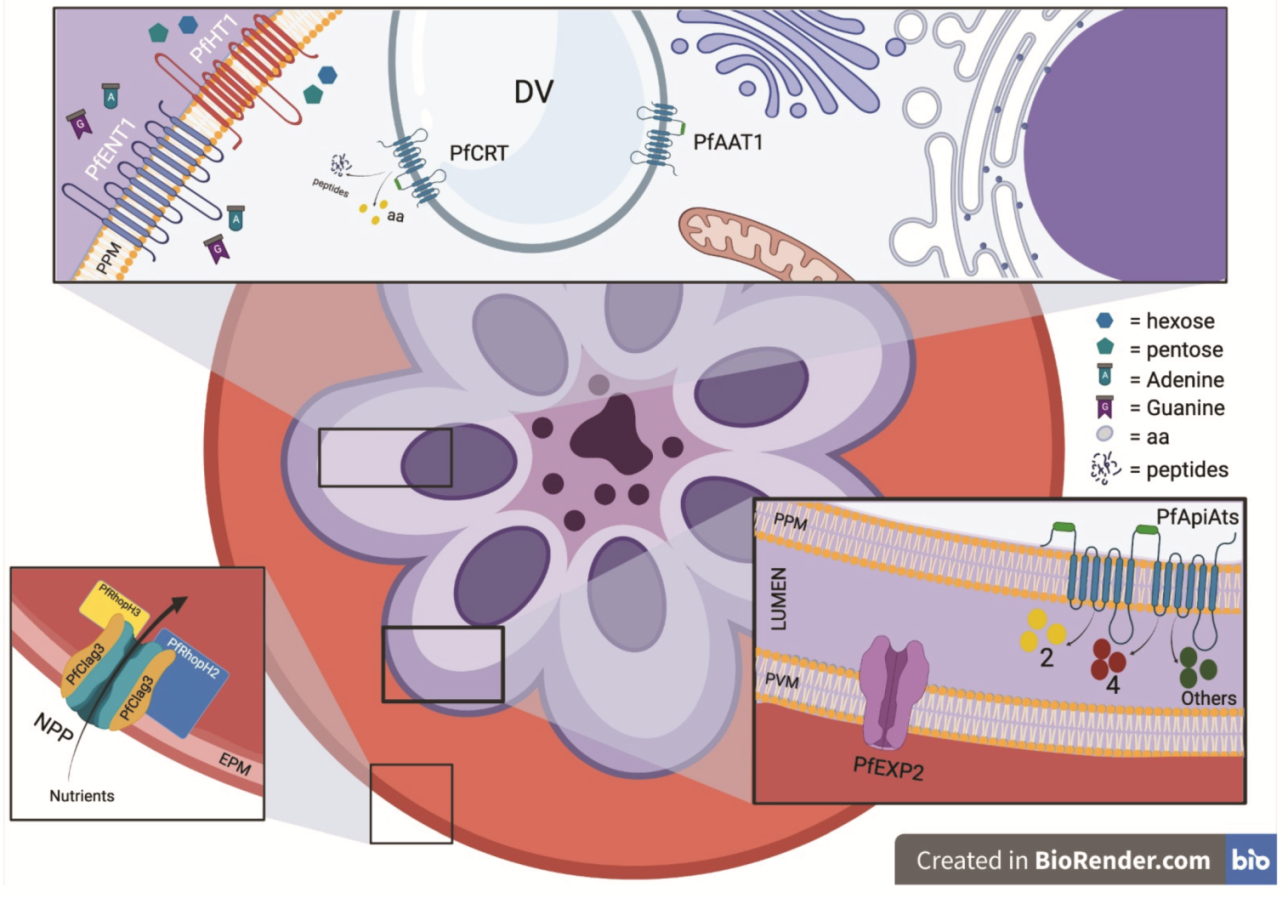 Microorganisms 09 02592 g001