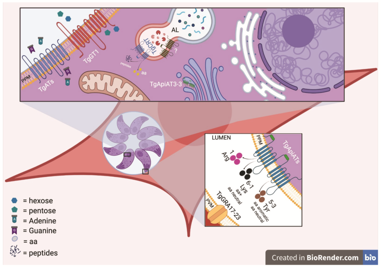 Microorganisms 09 02592 g002