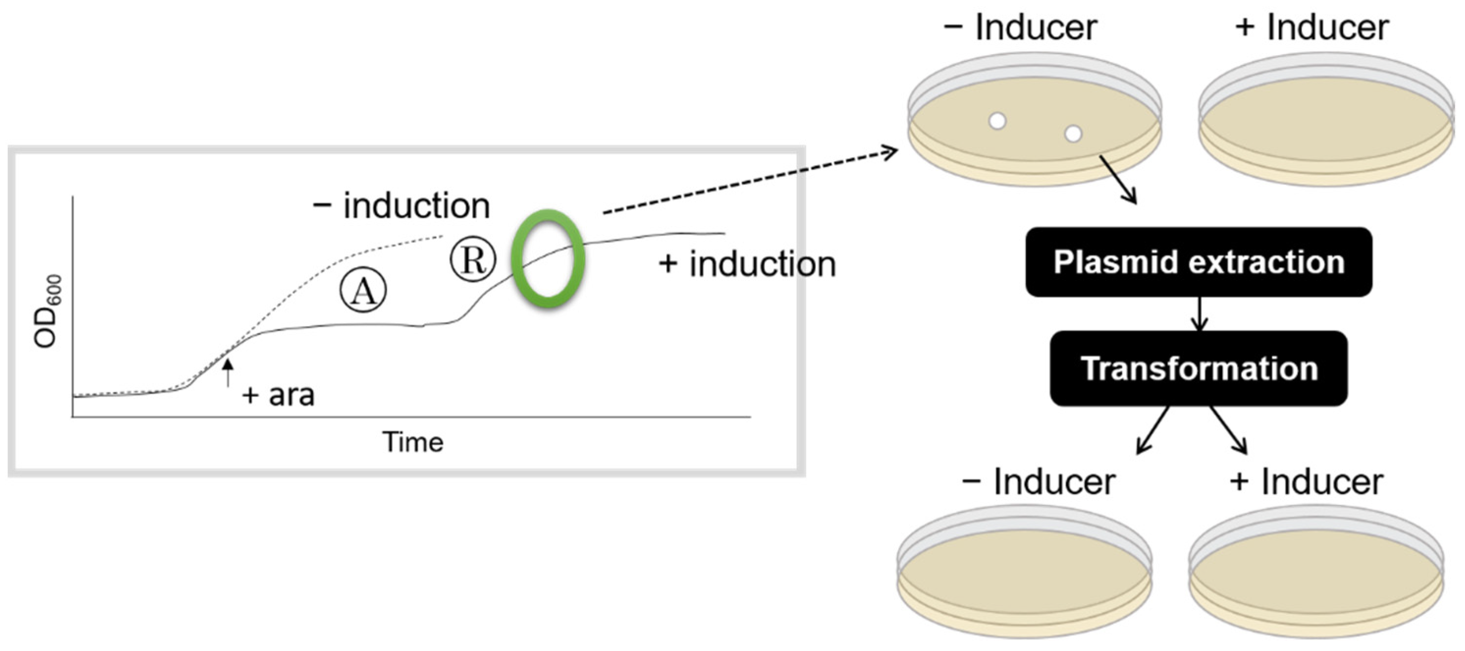 Microorganisms 09 02594 g002