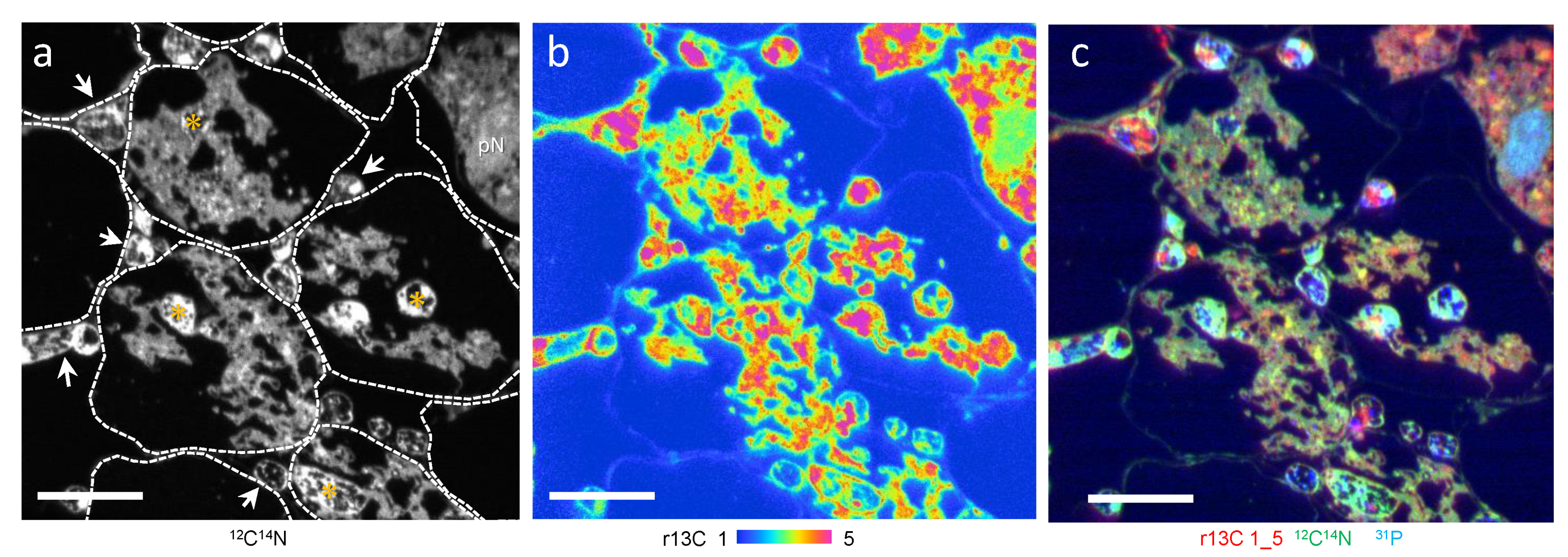Microorganisms 09 02597 g001