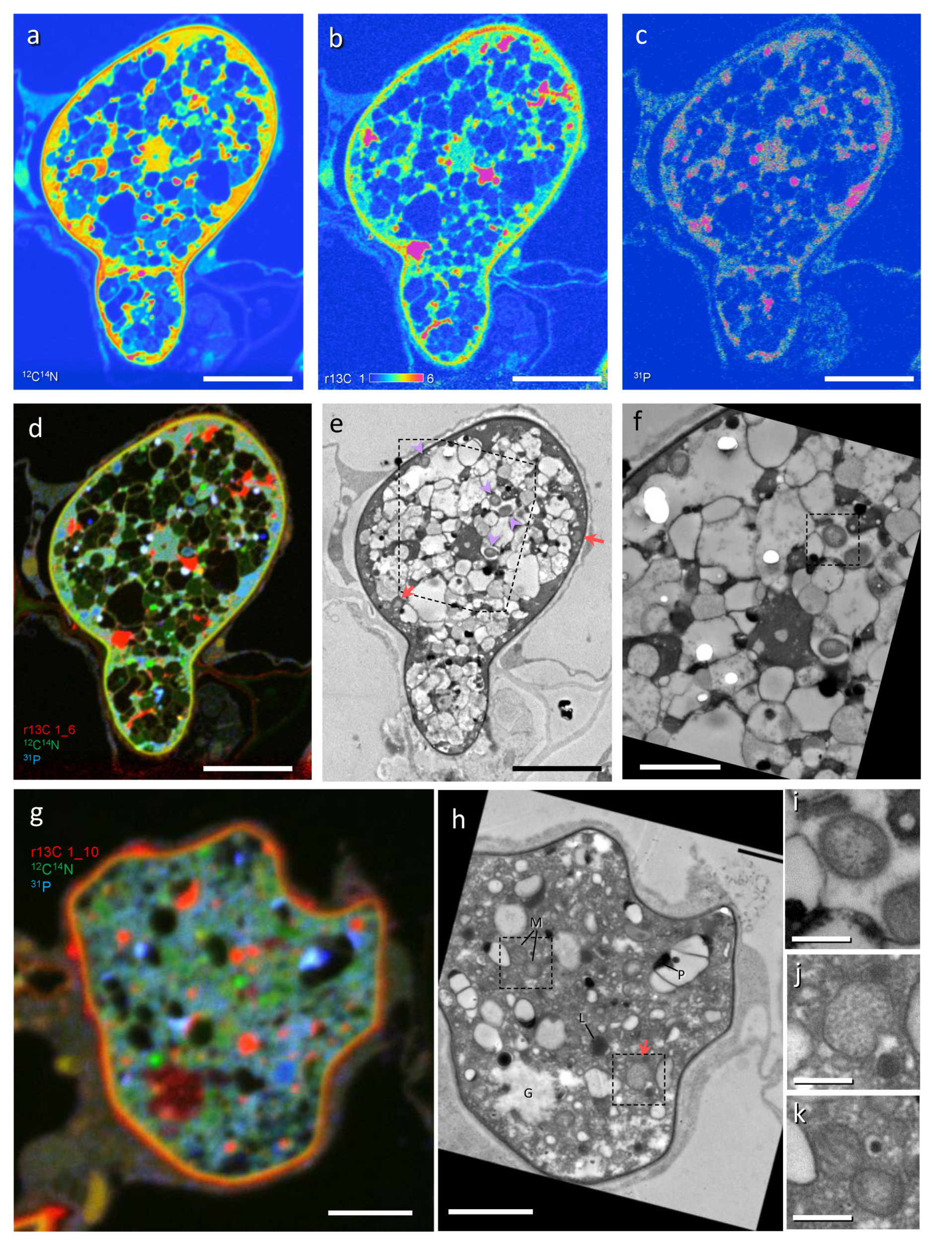 Microorganisms 09 02597 g002