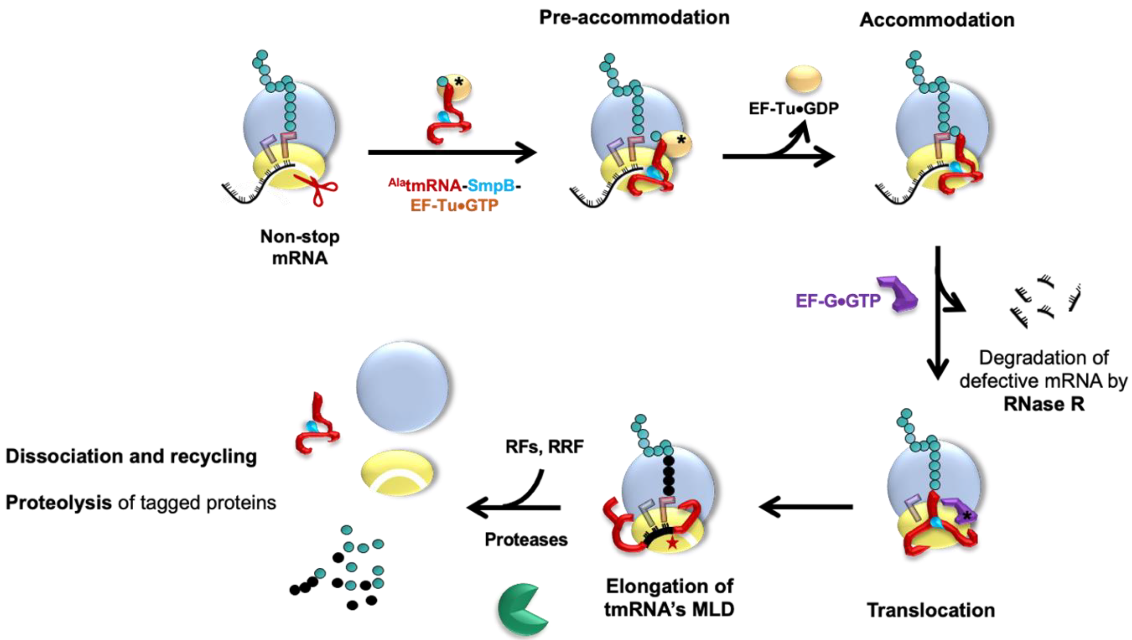 Microorganisms 10 00003 g003