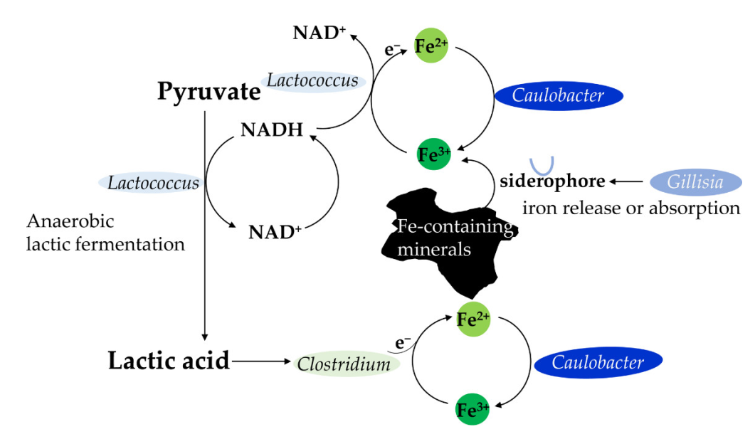 Microorganisms 10 00006 g007