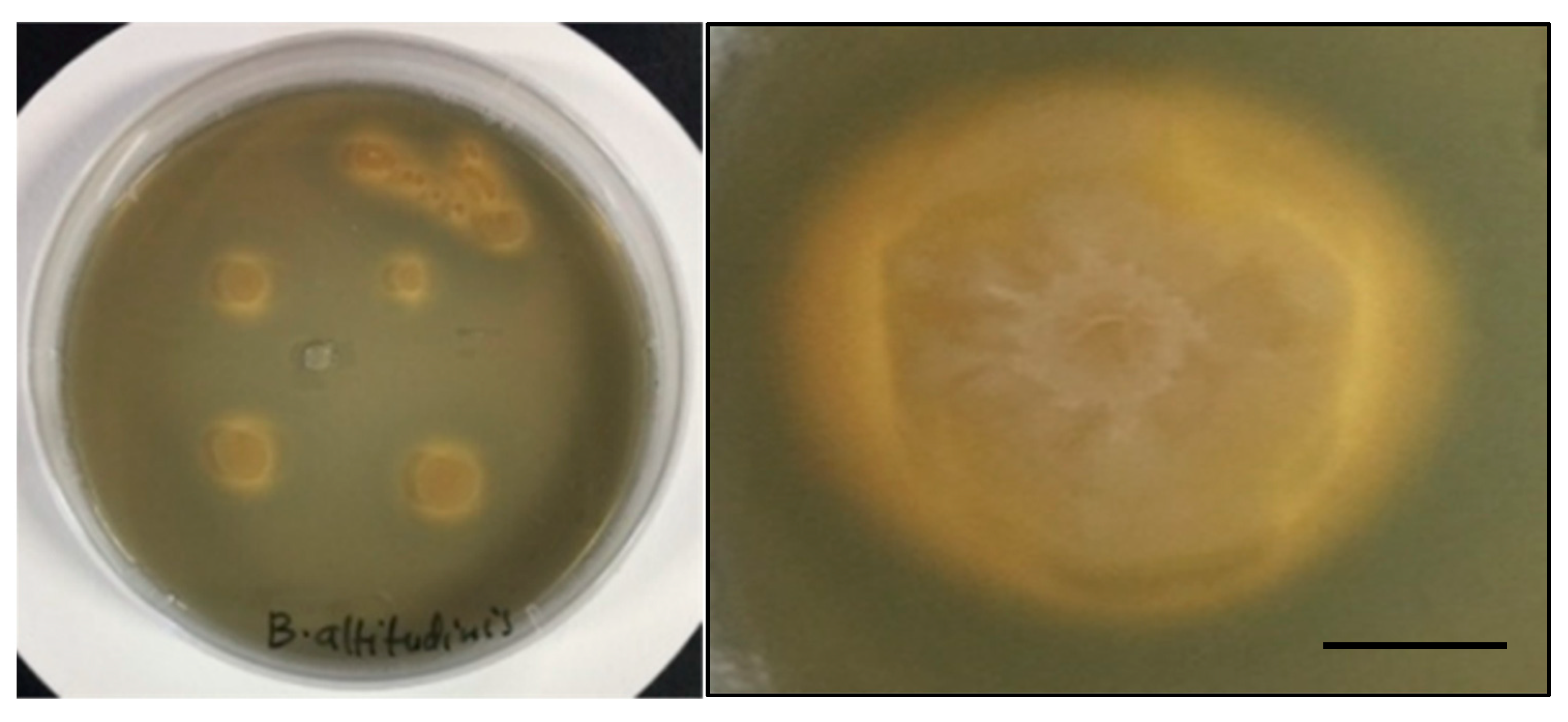 Microorganisms 10 00021 g006