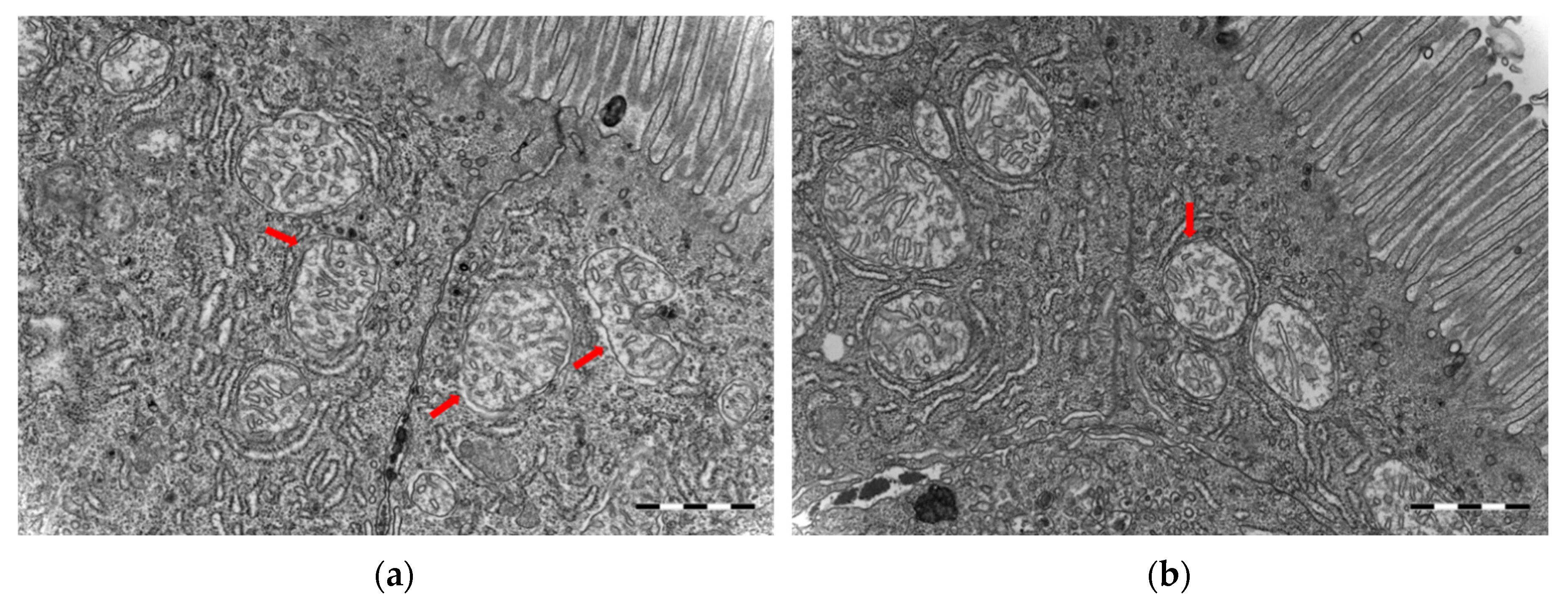 Microorganisms 10 00024 g006