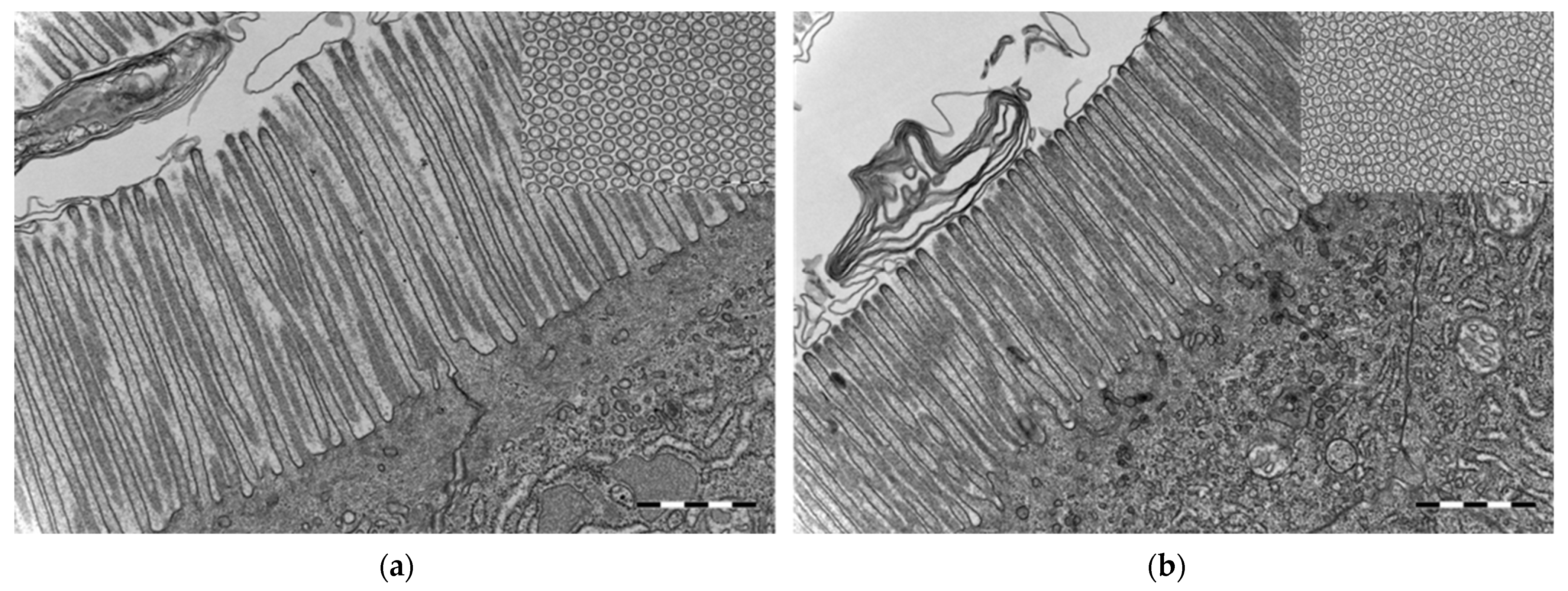 Microorganisms 10 00024 g007