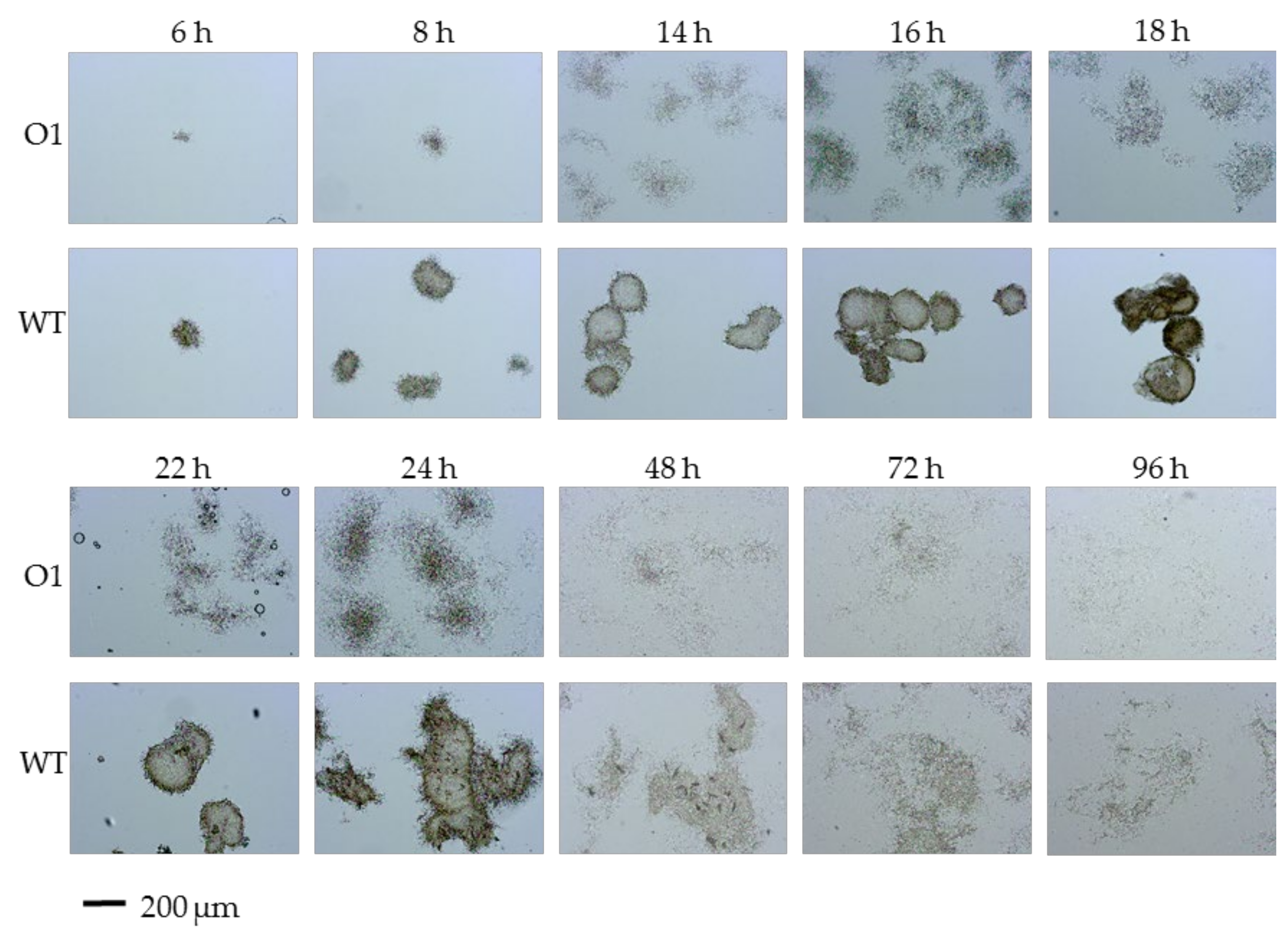 Microorganisms 10 00030 g004