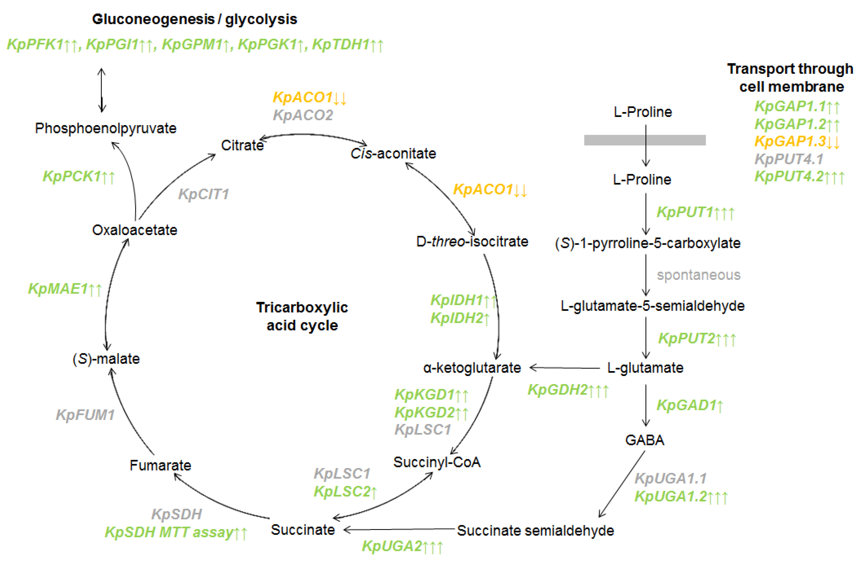 Microorganisms 10 00067 g003