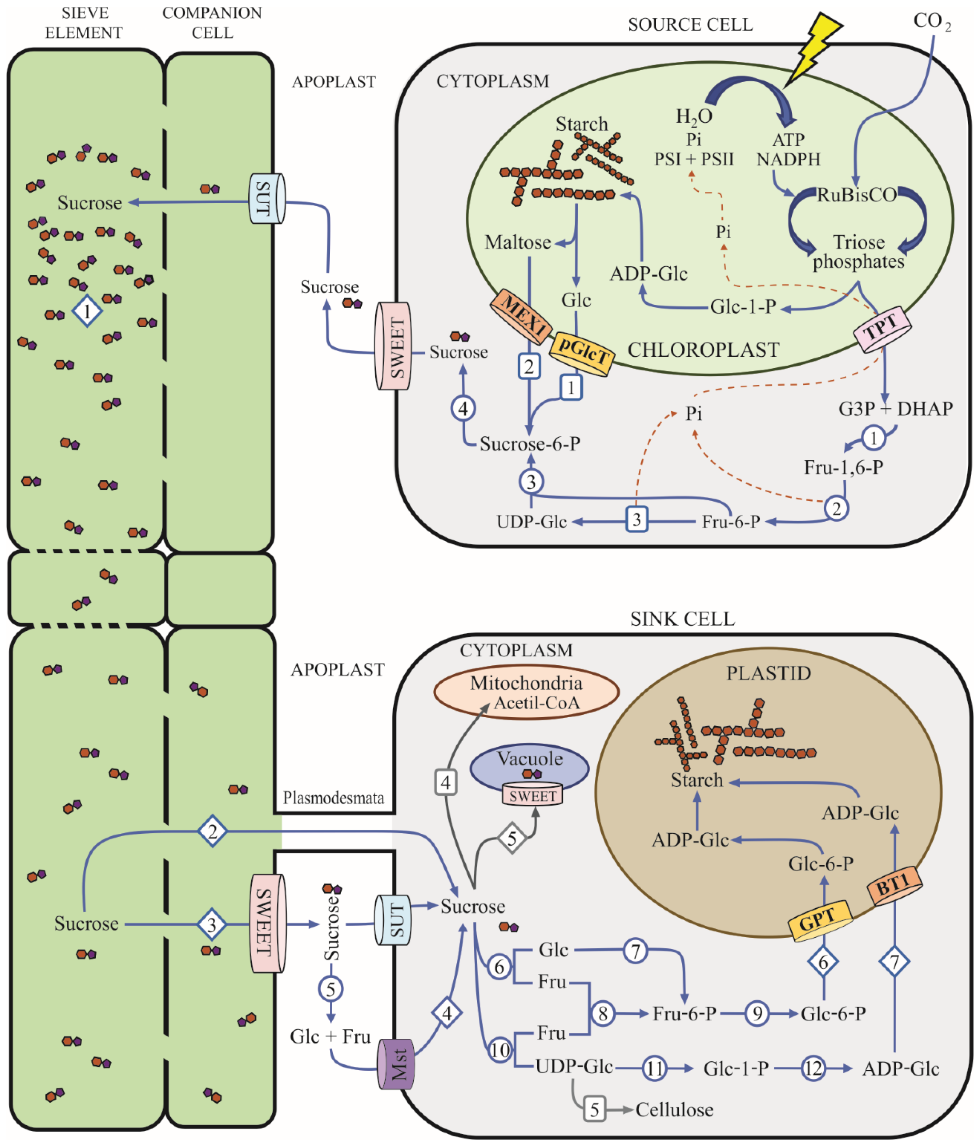 Microorganisms 10 00075 g001