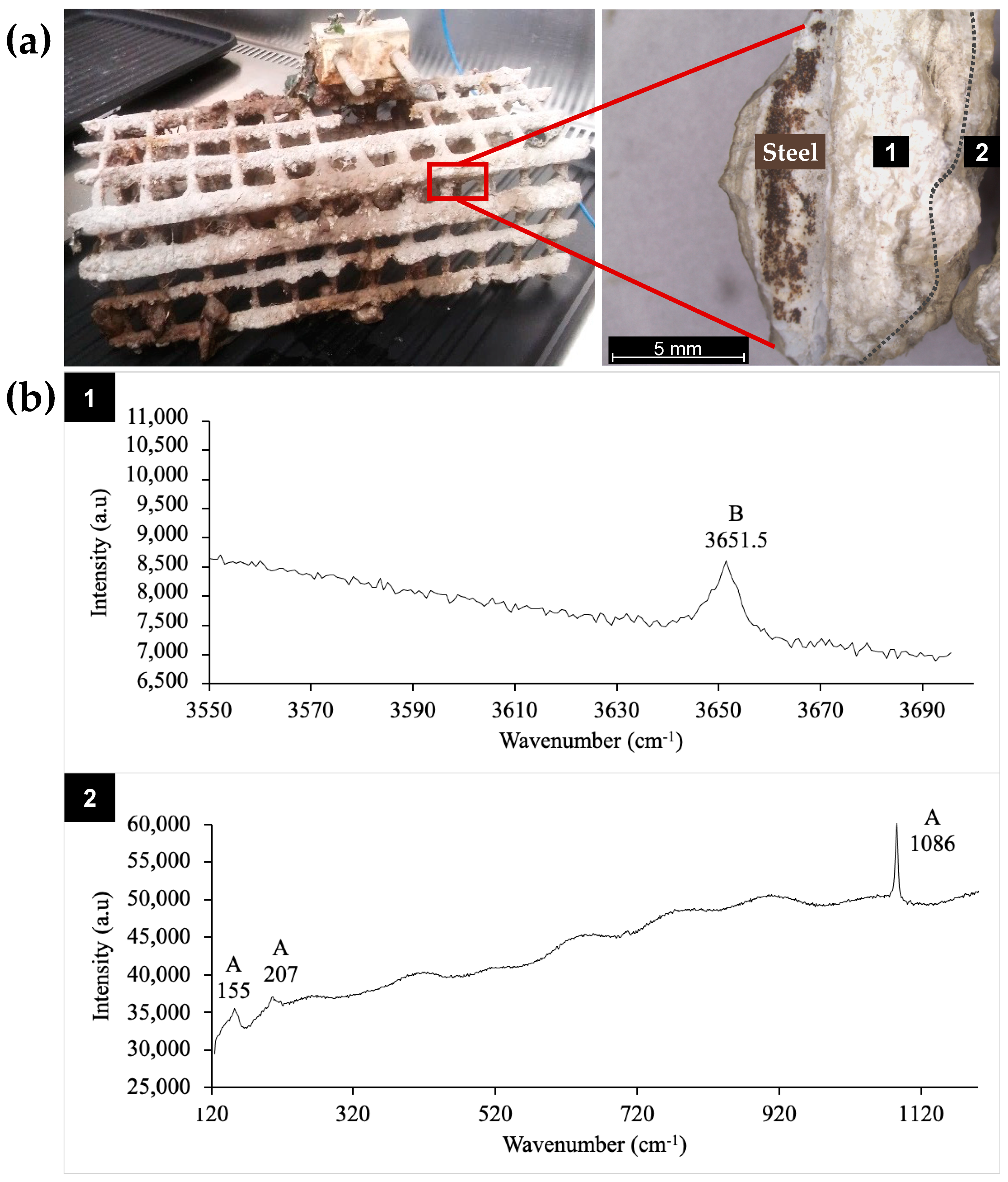 Microorganisms 10 00076 g001