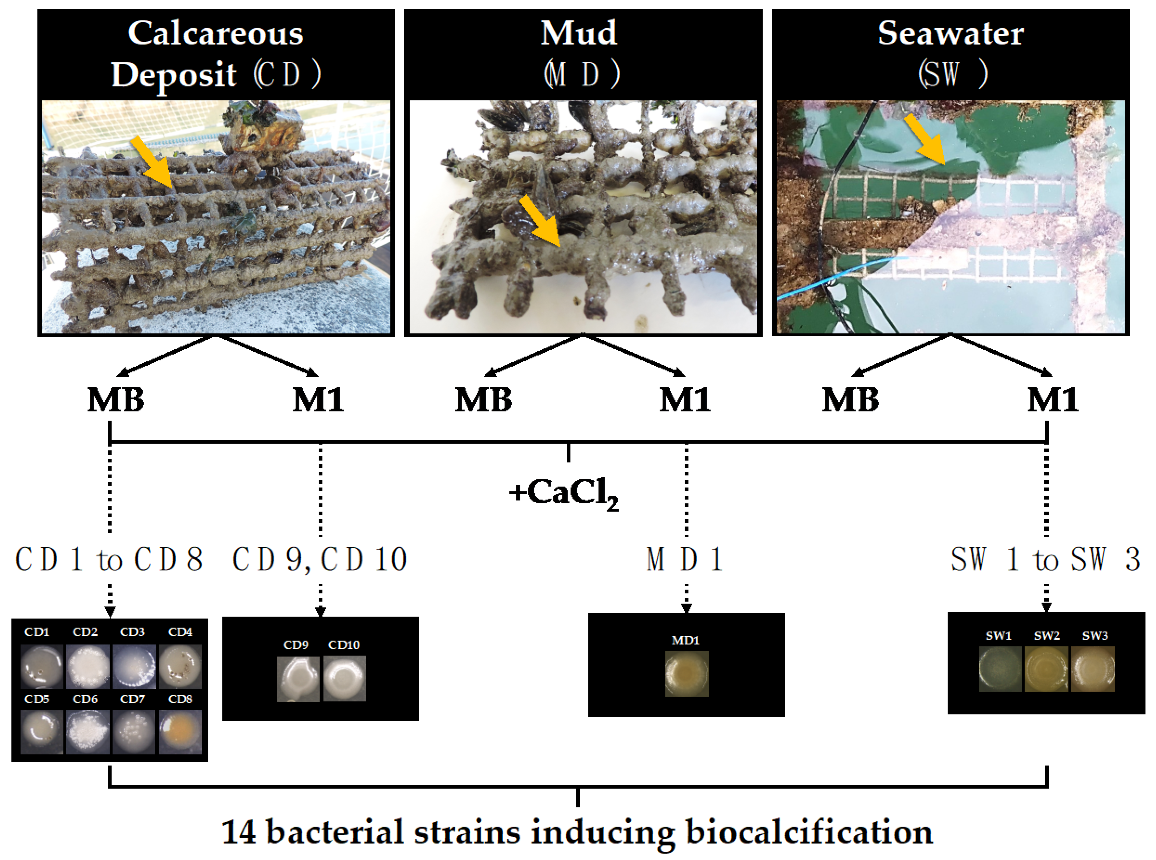 Microorganisms 10 00076 g002